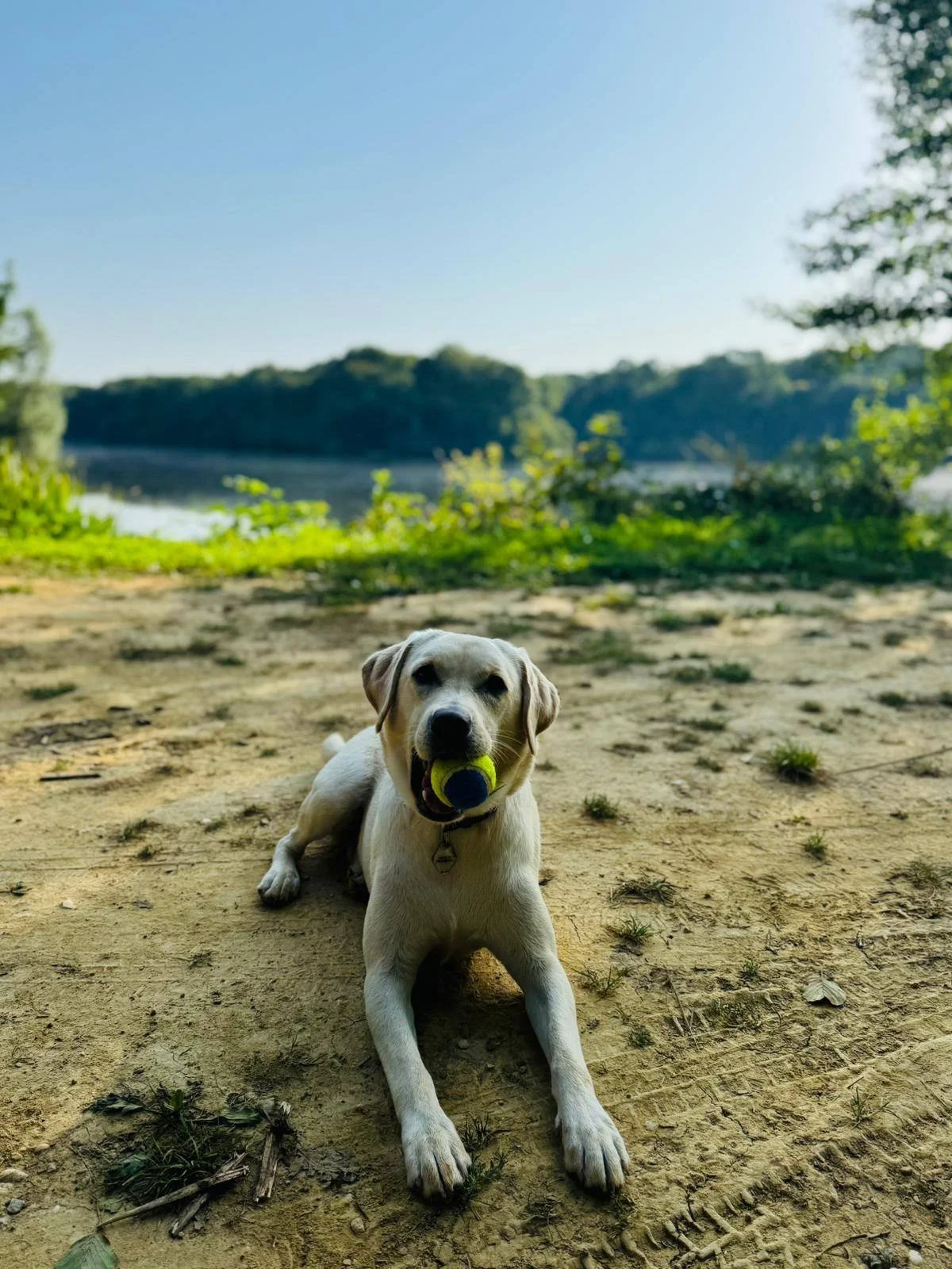 Un chien Labrador allongé sur le sol, tenant une balle dans la bouche, près d'un lac avec des arbres et un ciel bleu en arrière-plan.
