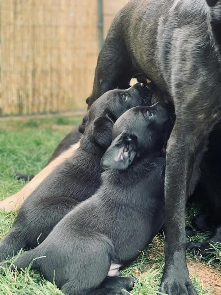 Trois chiots noirs nus allaitent une mère chien dans un jardin avec de l'herbe et une clôture en bois en arrière-plan.