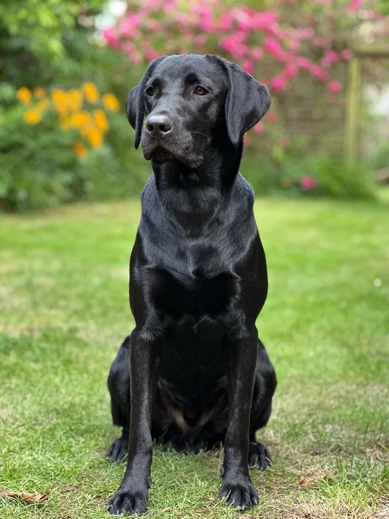 Un chien noir de race Labrador Retriever, assis sur l'herbe dans un jardin avec des fleurs roses, jaunes et vertes en arrière-plan.