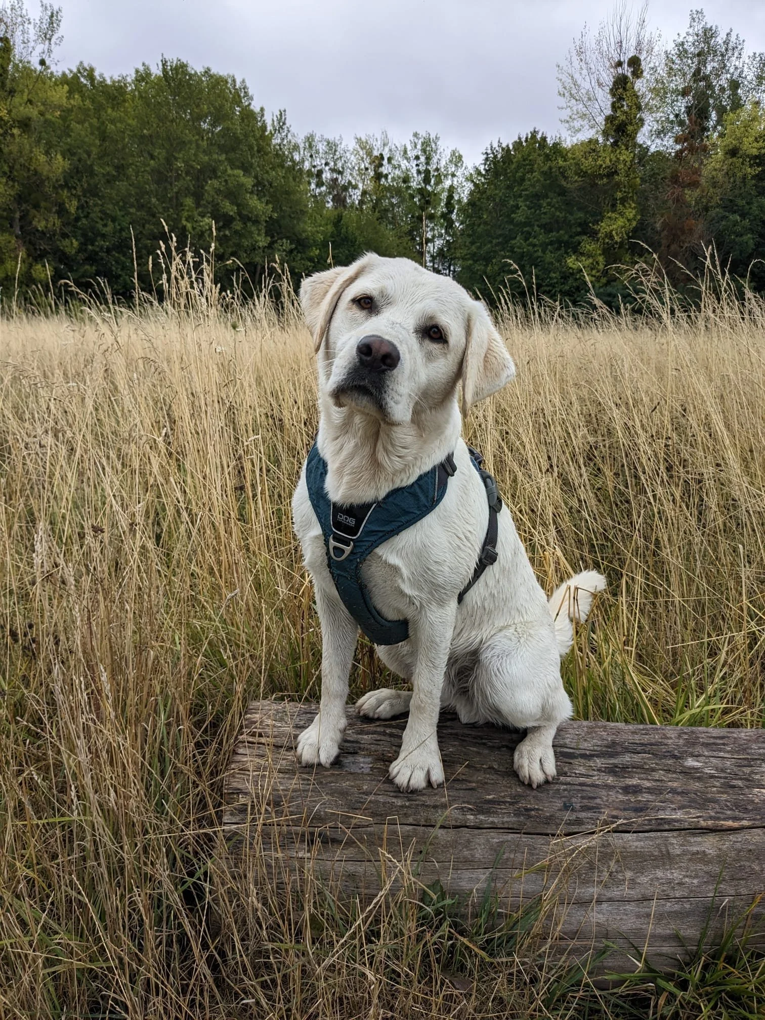 Un chien assis sur un morceau de bois dans un champ avec des herbes hautes et des arbres en arrière-plan.