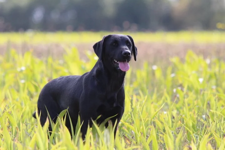 Un chien noir dans un champ de verdure, avec une langue sortie, en plein air.