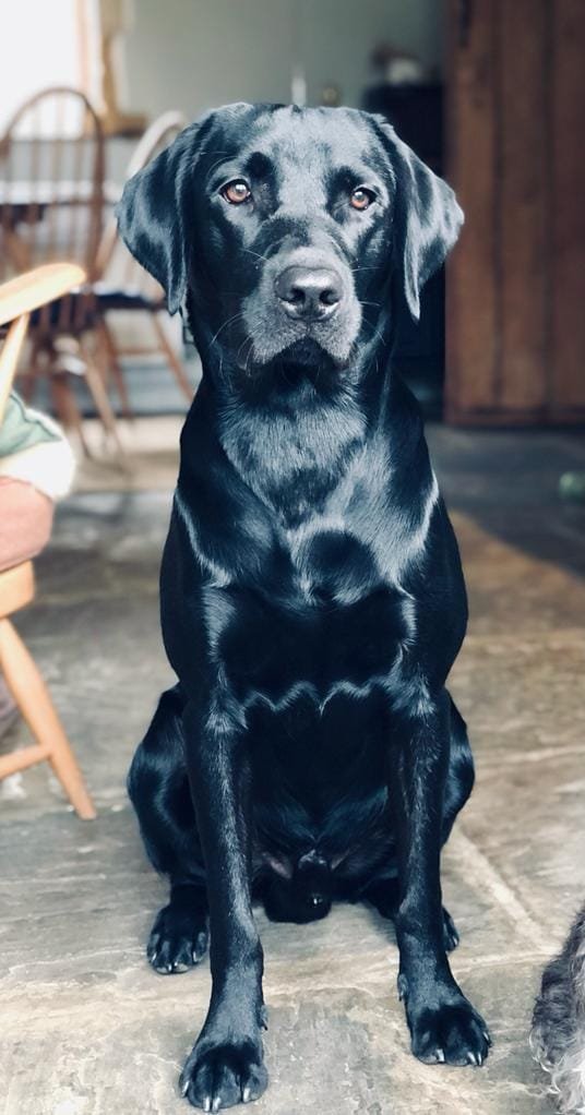 Un chien noir de race Labrador Retriever assis à l'intérieur, avec un fond de meubles en bois et un sol en bois.