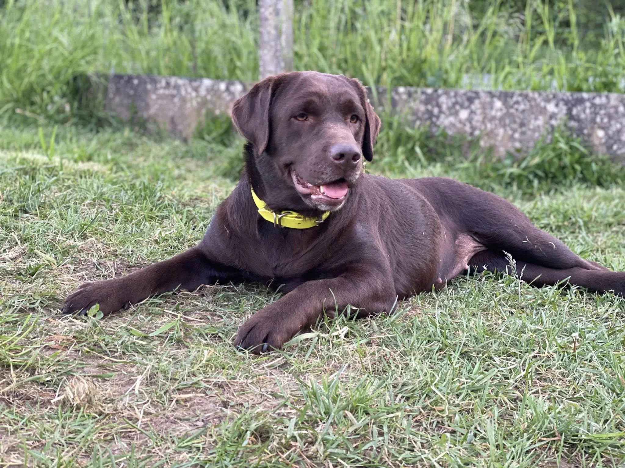 Un chien de race Labrador noir allongé sur l'herbe, avec une barrière en pierre et un arbre en arrière-plan.