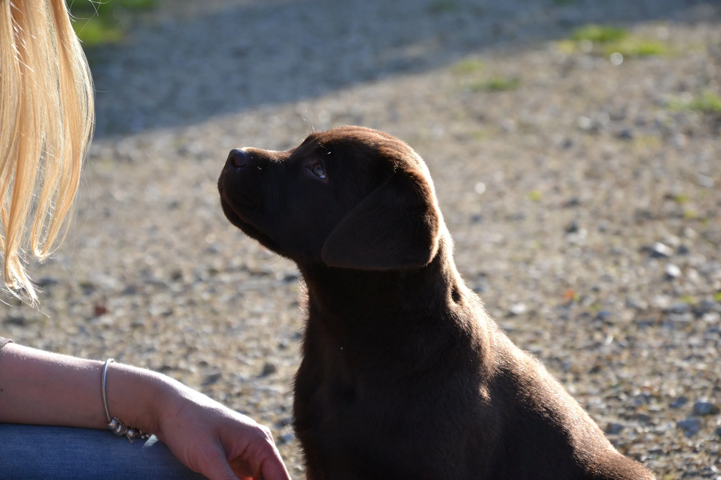 Jeune chien noir avec un peu de brun assis face à une personne avec des cheveux blonds, en extérieur avec un sol en gravier.