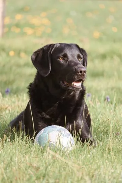 Un chien noir allongé dans l'herbe avec un ballon de sport à ses pattes.
