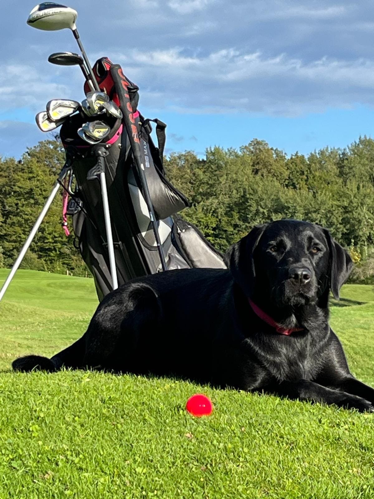 Chien noir couché sur un terrain de golf à côté d'une balle rouge, avec un sac de golf et des clubs derrière lui, sous un ciel partiellement nuageux.
