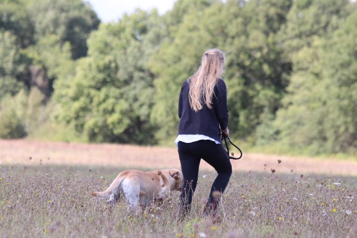 Une femme marche dans un champ avec un chien Labrador beige à ses côtés, face à des arbres verts en arrière-plan.