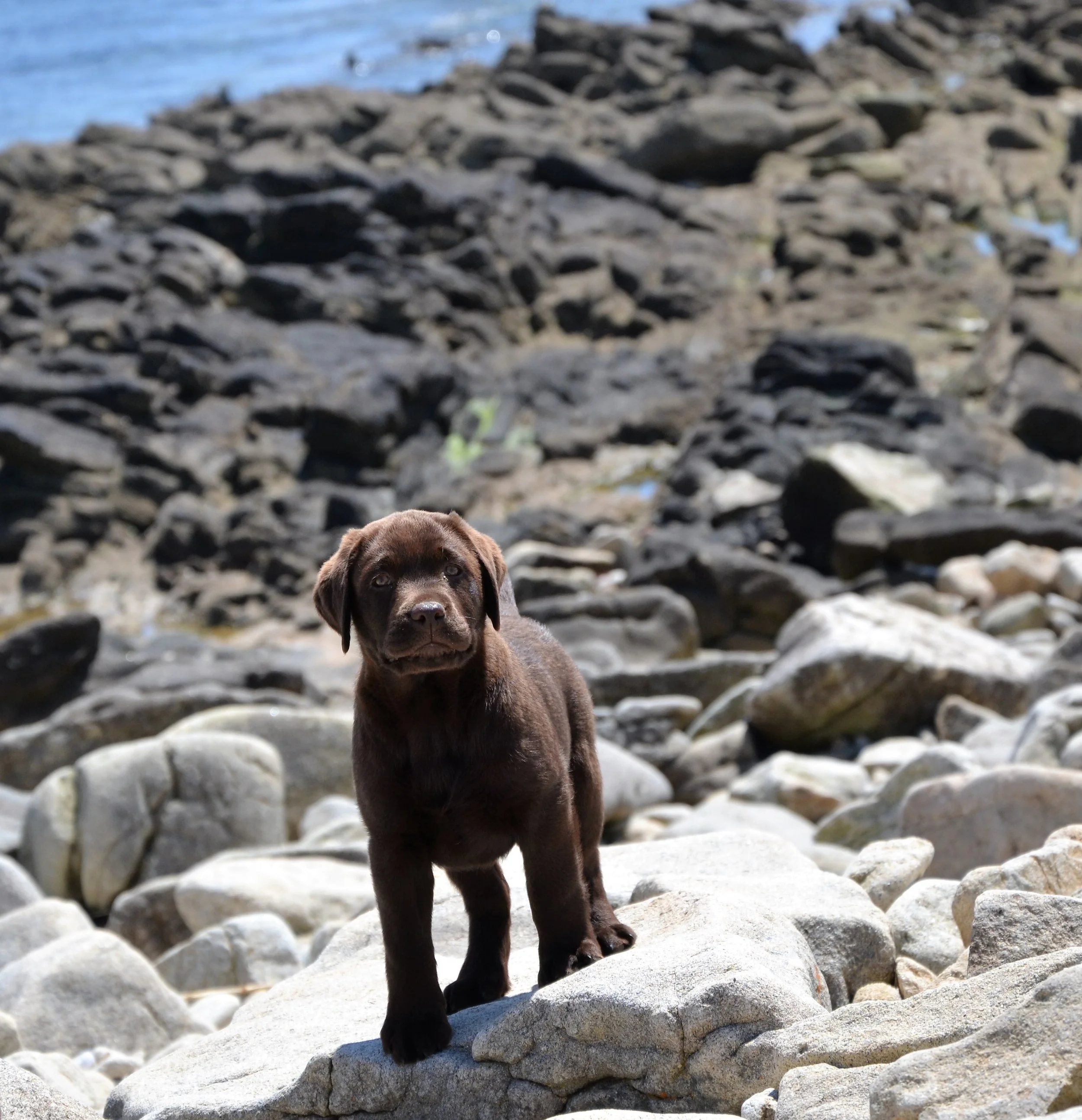 Un chiot Labrador marron debout sur des rochers au bord de la mer.