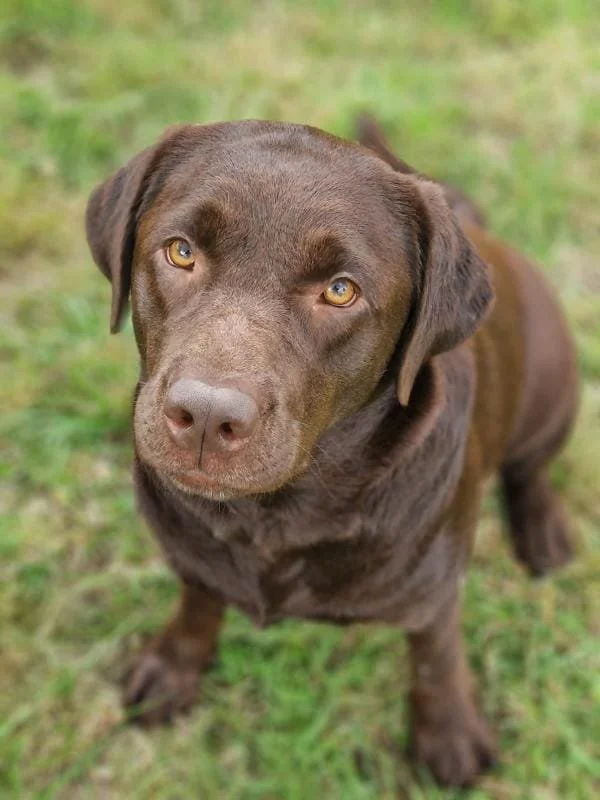 Un chien Labrador marron assis sur l'herbe verte, regardant vers l'objectif.