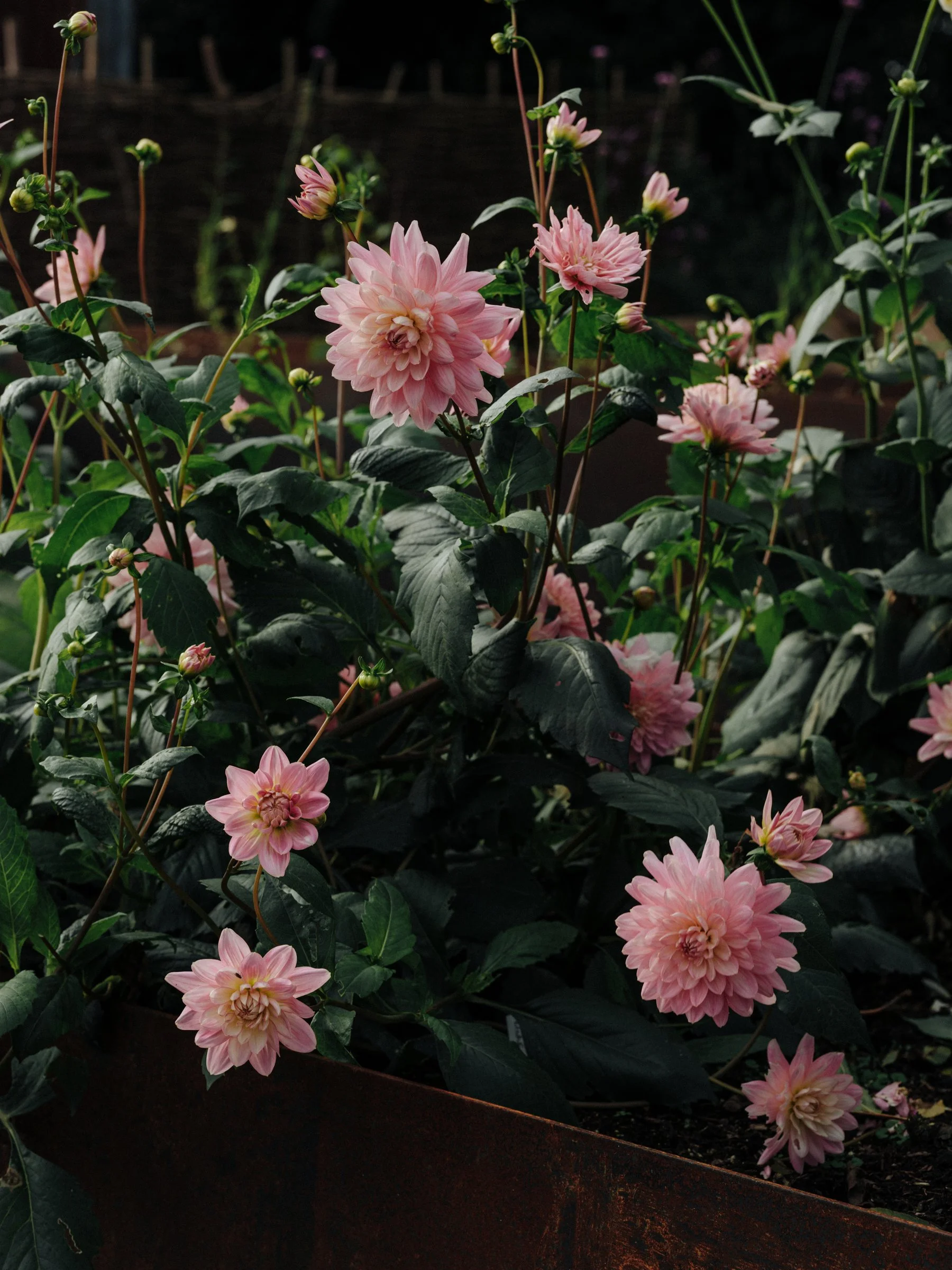 DSCF2810.jpg