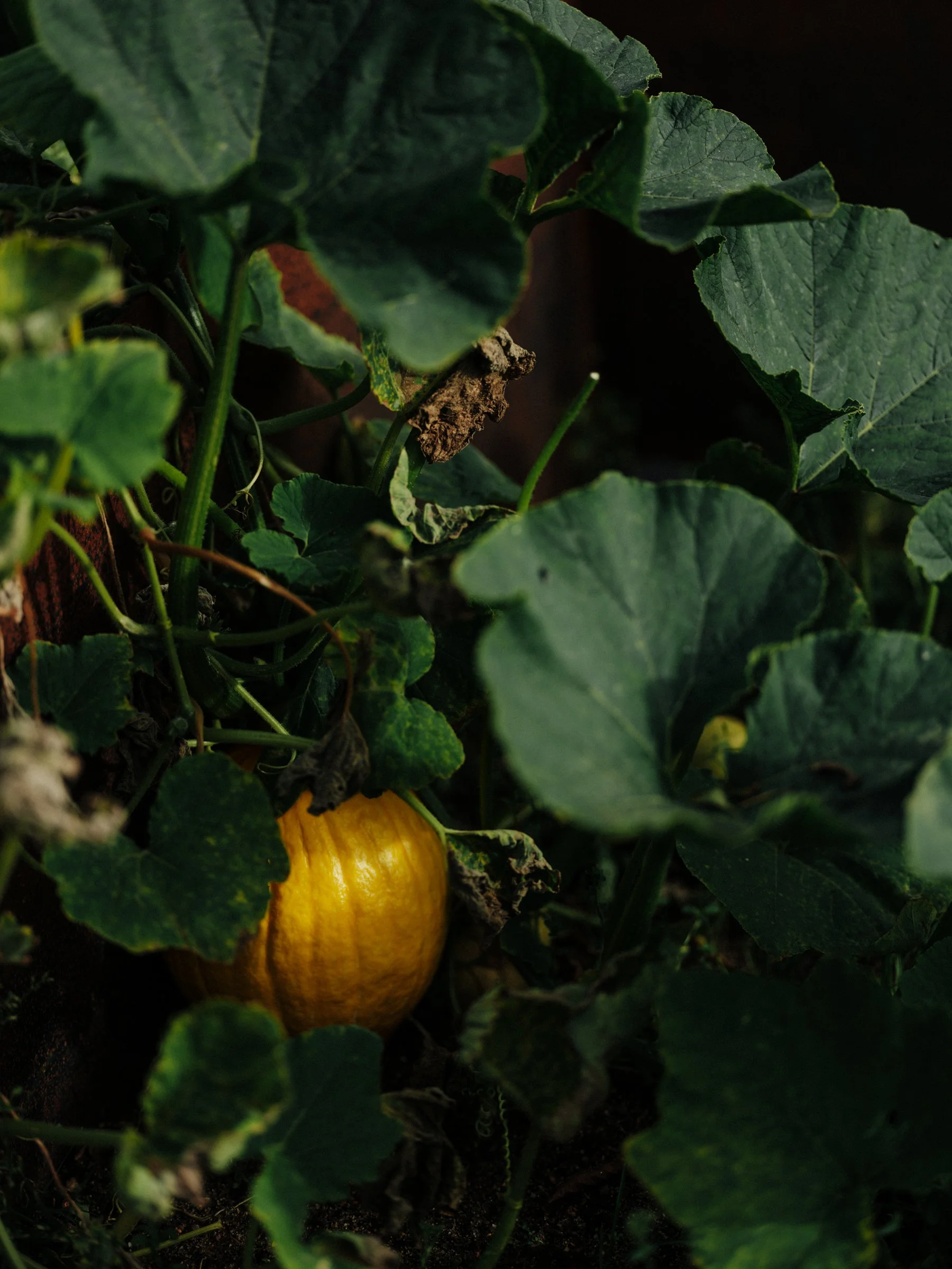 DSCF2804.jpg