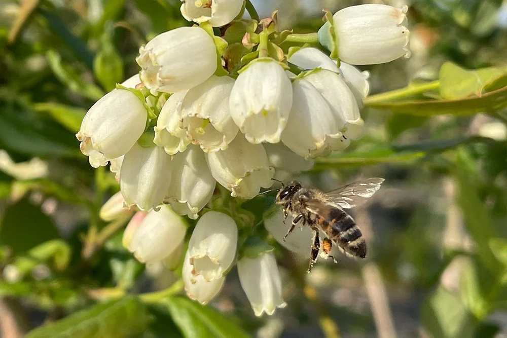 Gold aus unseren Gärten