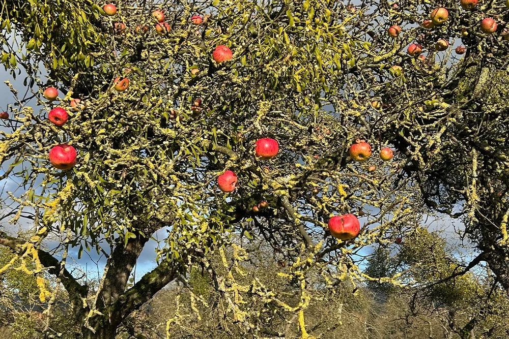 Natur, die man schmeckt