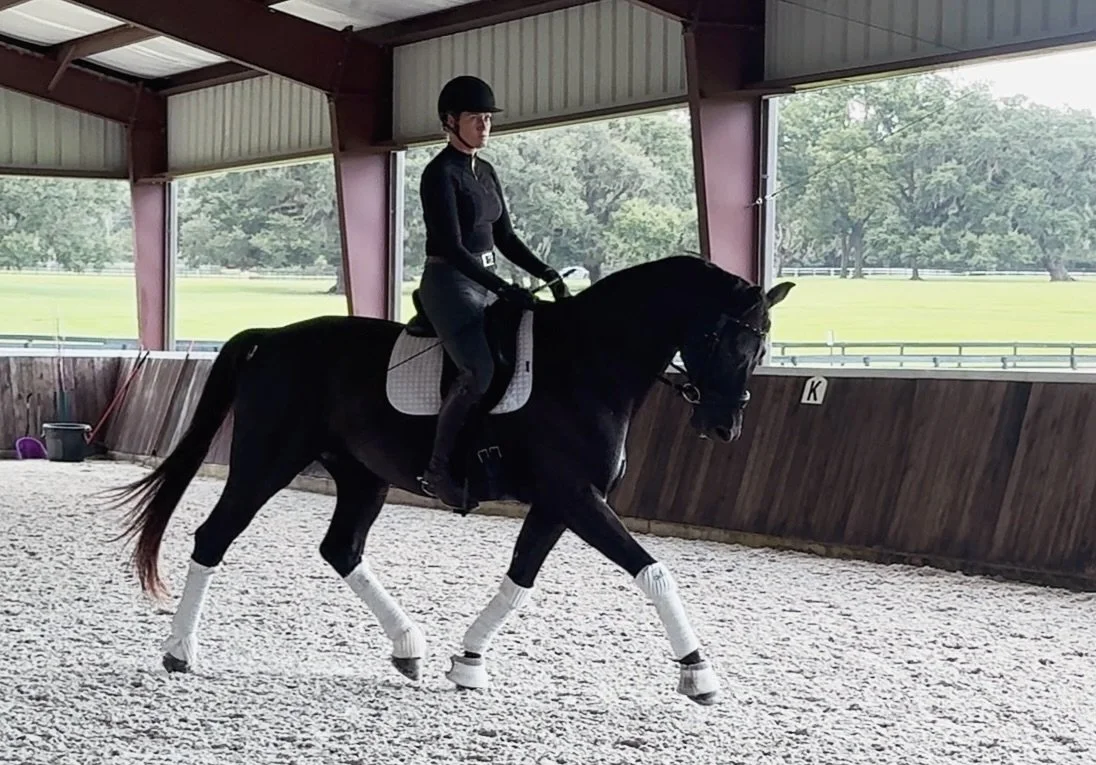 Goerklintgaards Siljano &ndash; 2017 Imported Danish Warmblood Gelding 

Siljano is the ideal partner for an ambitious amateur, junior, or young rider. By Santos out of a Castro mare, this striking black gelding stands 17hh and has been thoughtfully 