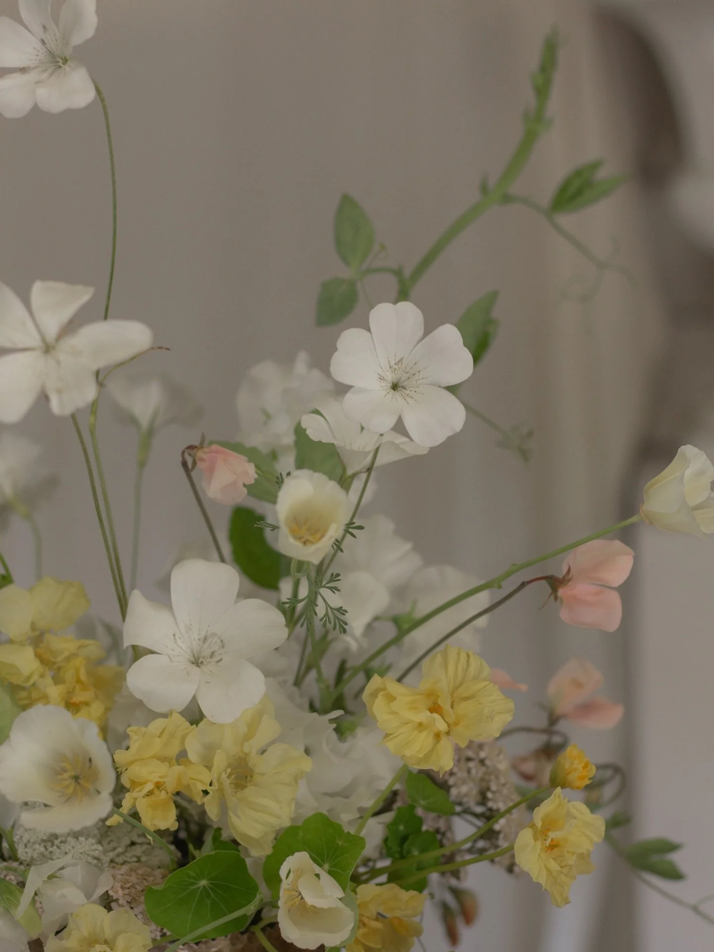 Creamy tones with some Summer favourites πΌ
We all know corncockle is a must have for me π€ but it was the first year growing nasturtium and Californian poppies, and I’ve loved them! Especially in these creamy, ivory tones. They’ll defin