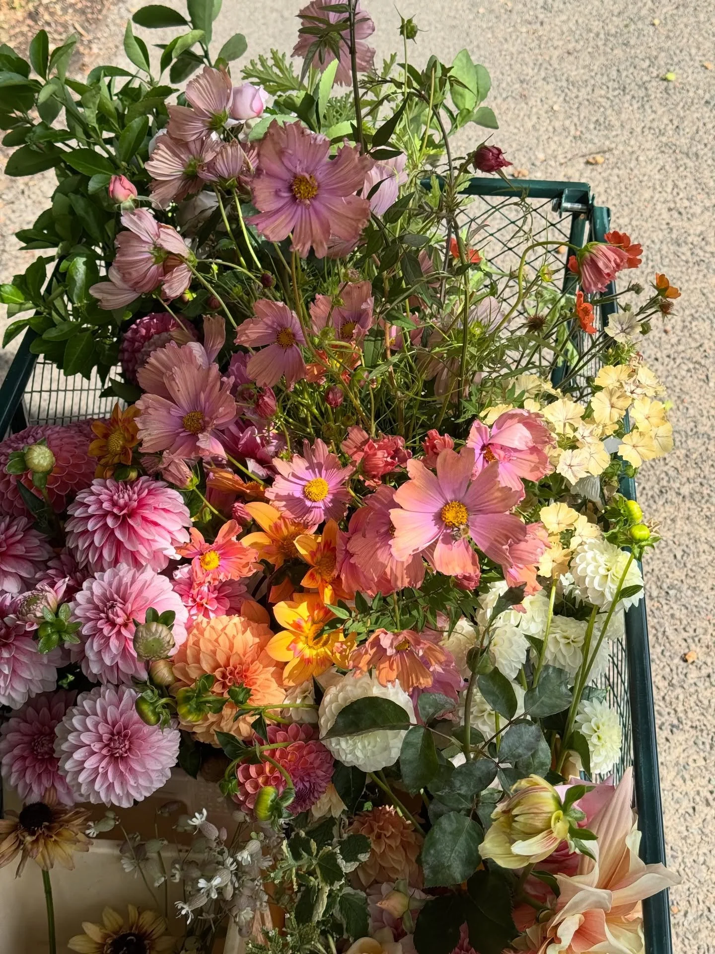Reminiscing on stems grown by us this year 🌸✨

In honour of the last flowers cut for the year, it felt right to take a look back on some of my favourite buckets and cuts of 2025. As many of you know, my mum and I have been finding our feet with grow
