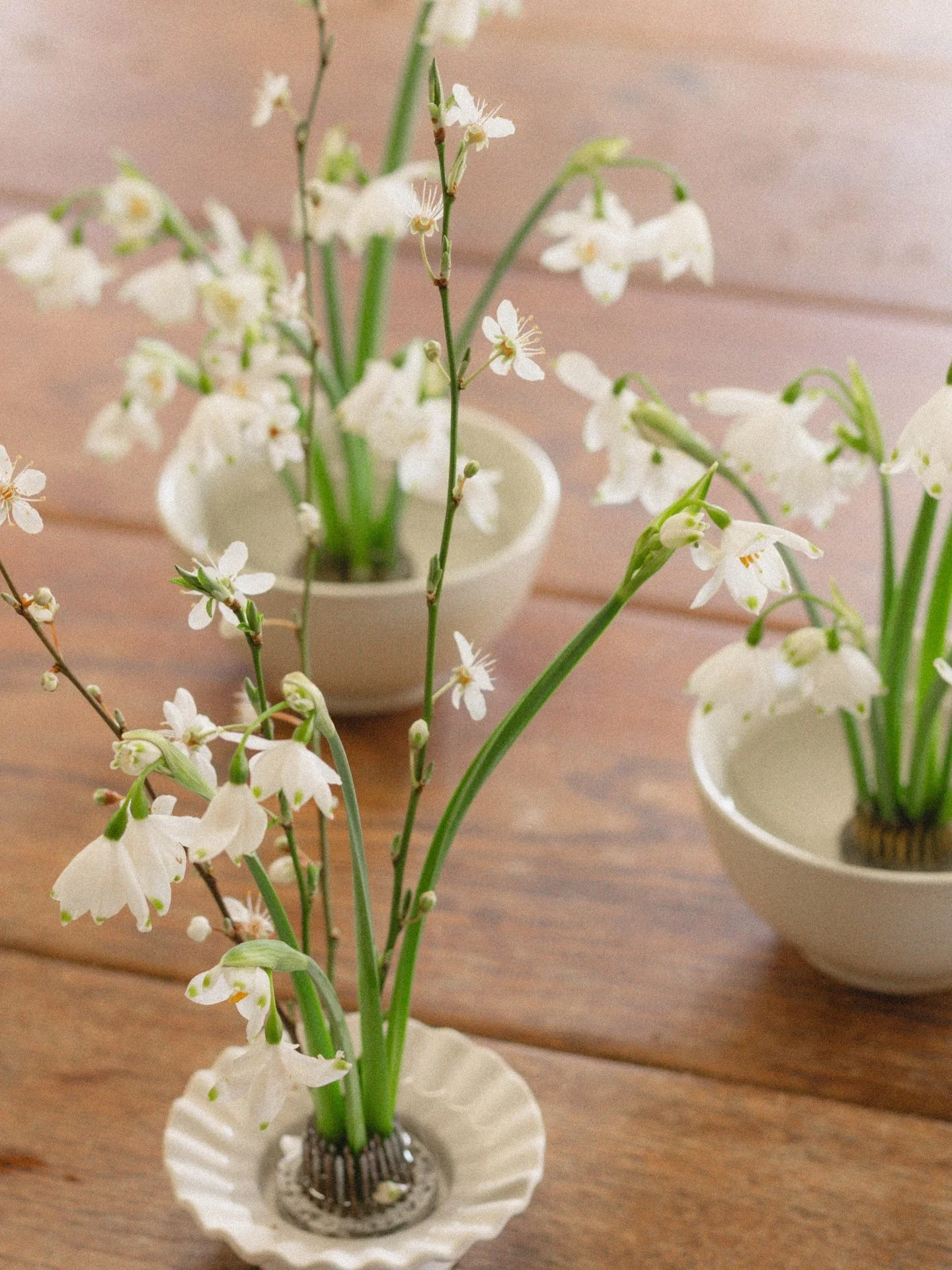 Early Spring delights 🕊️

The promise of what&rsquo;s to come, with buds on the blossom trees and bulbs finding their way through the soil. We just need a liiiittle bit of sunny encouragement&hellip; for the flowers AND for me this time of year! 

A