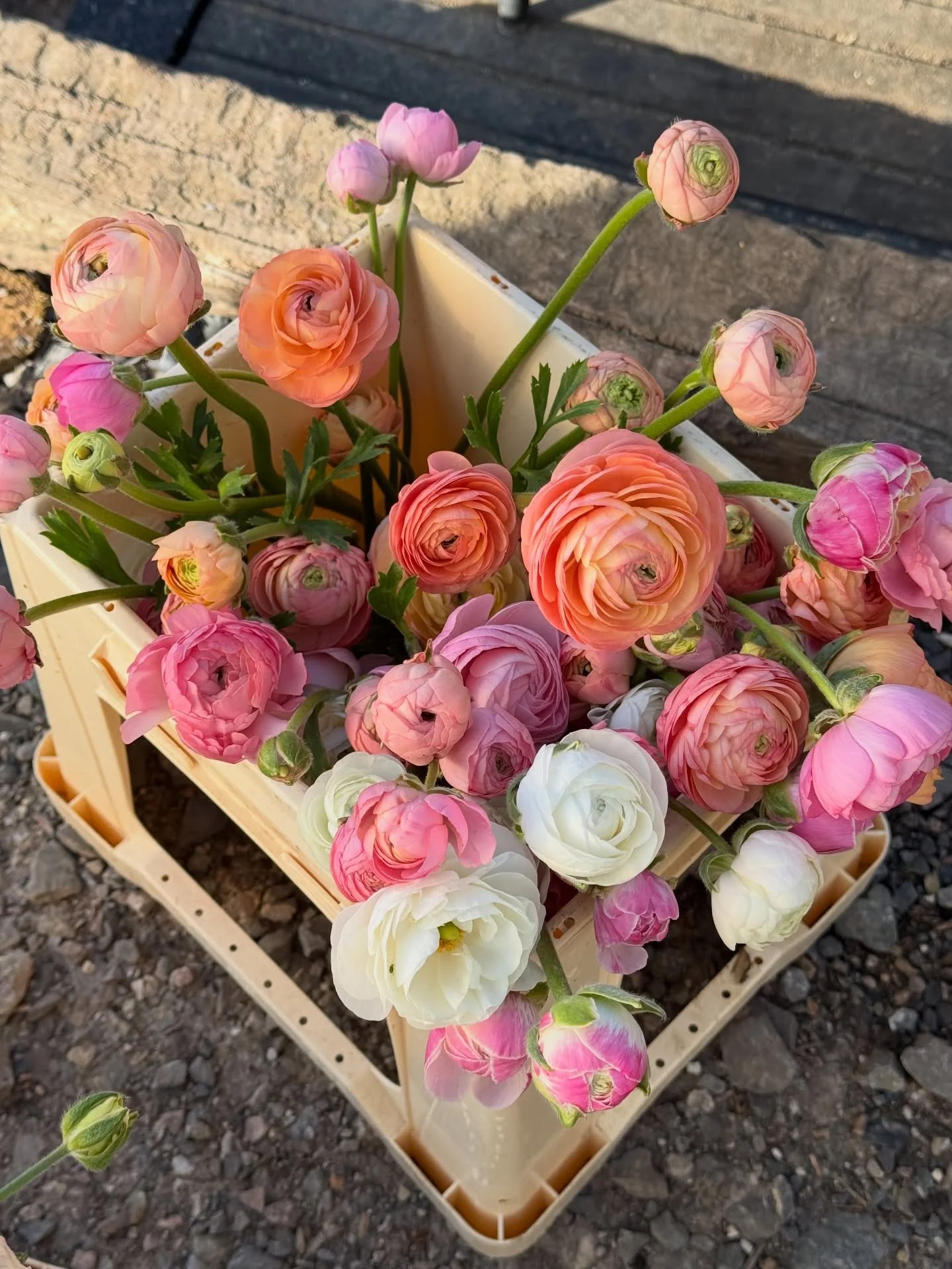 April sunshine and flowers 💖☀️ what could be better?! 

The incredible weather yesteday gave all the flowers. Lovely boost, and this bucket of salmon, pink and white ranuncs was a beautiful sight! 🧡

Freshly picked yesterday morning to be enjoyed @