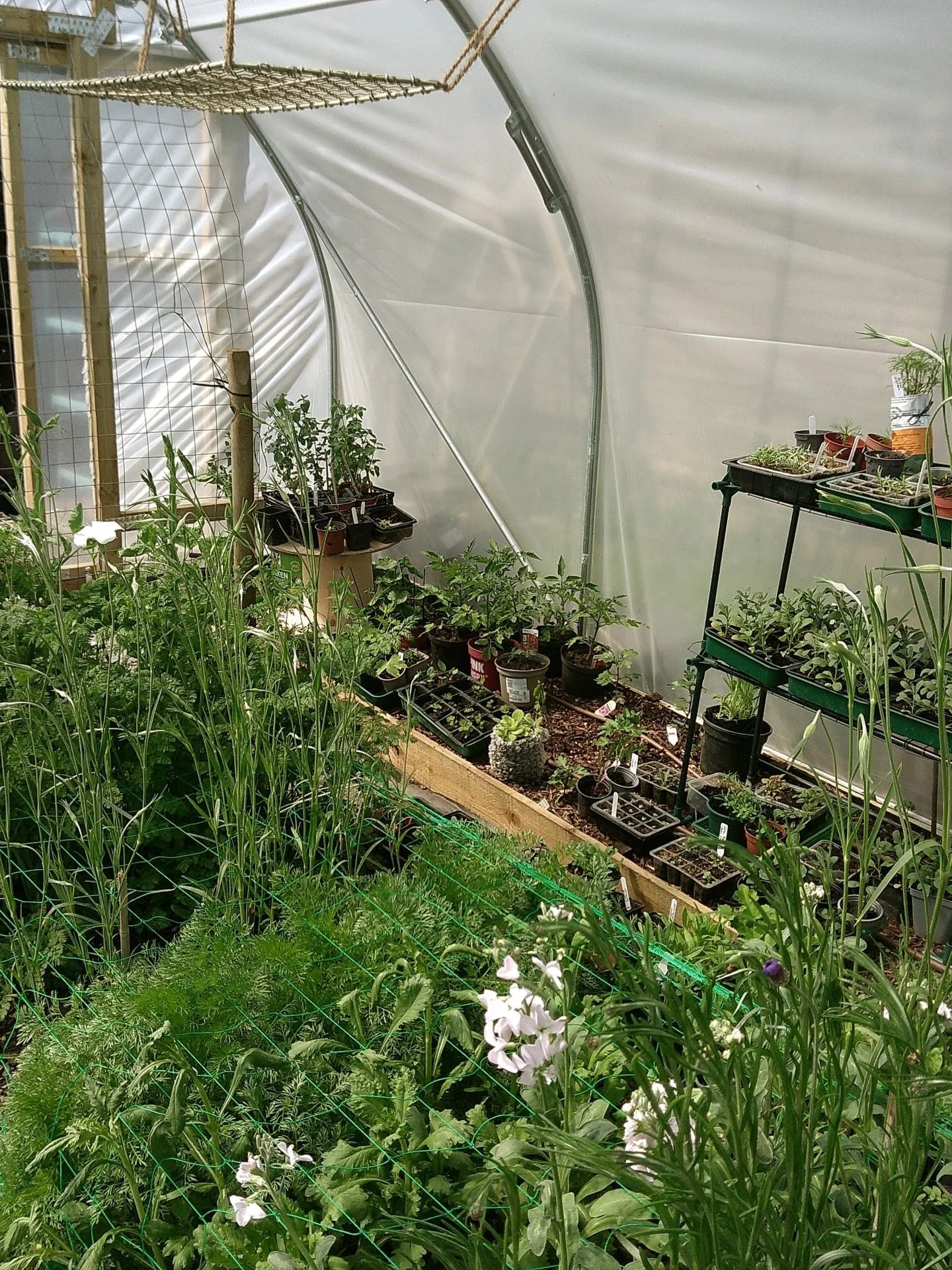 Snaps from the poly tunnel 🌿📸

Did you know that we grow flowers here in Hampshire? Well, now you do! Since 2024, my mum Anne has headed up the growing side of Stone &amp; Stem. We work together to look at the weddings and events we have coming up,