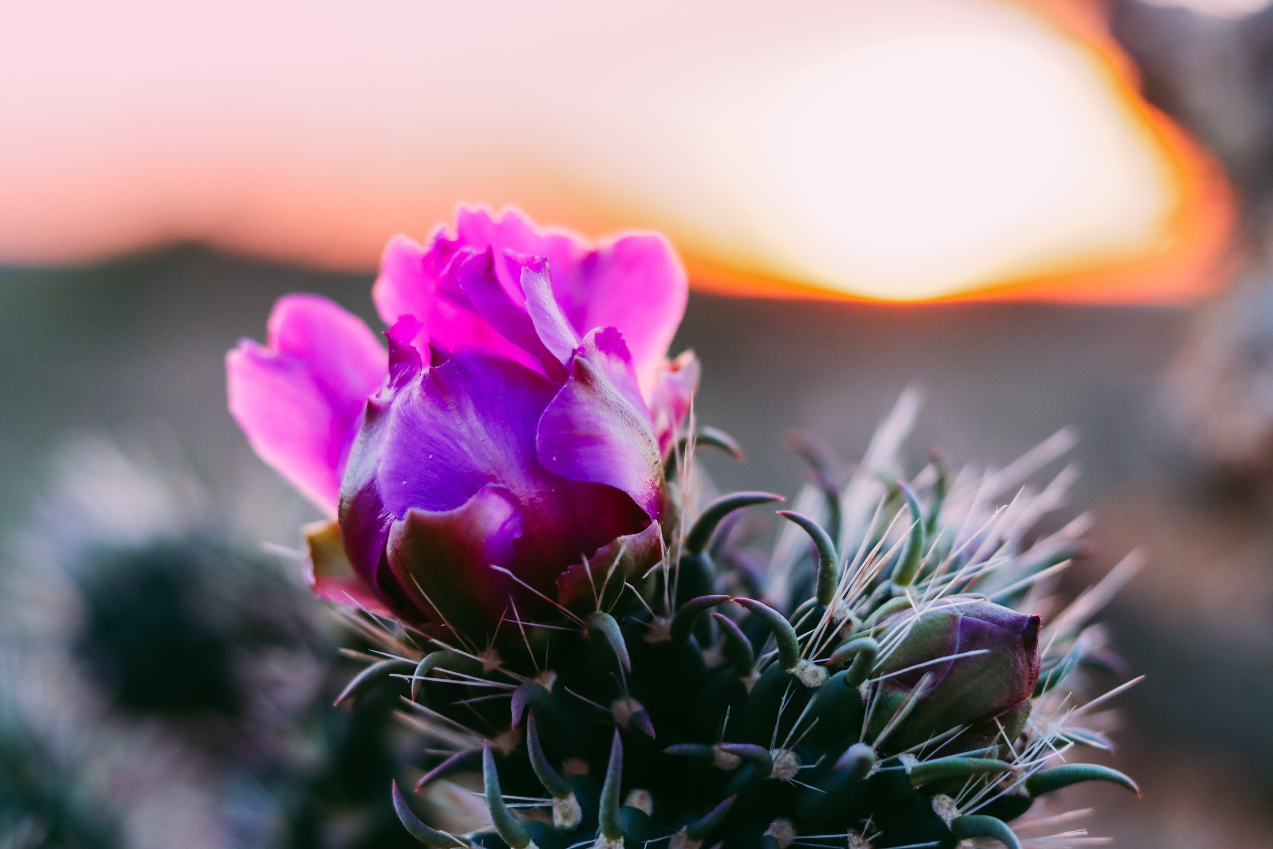 Awesome Blossom