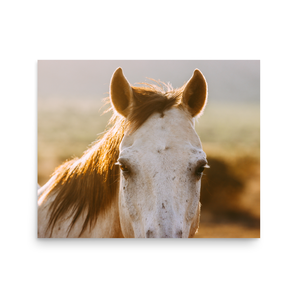 enhanced-matte-paper-poster-(in)-16x20-front-65df97cadea21.png