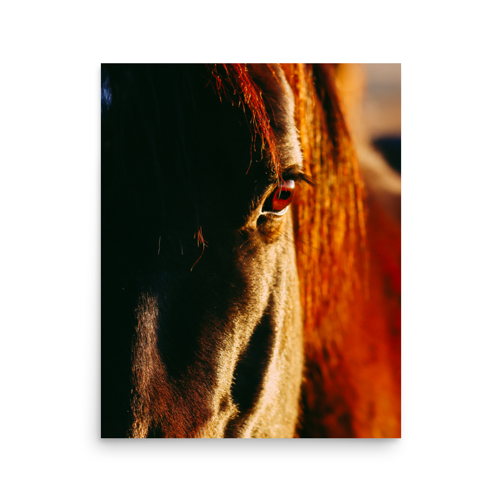 enhanced-matte-paper-poster-(in)-16x20-front-65df9bcabcfcb.png