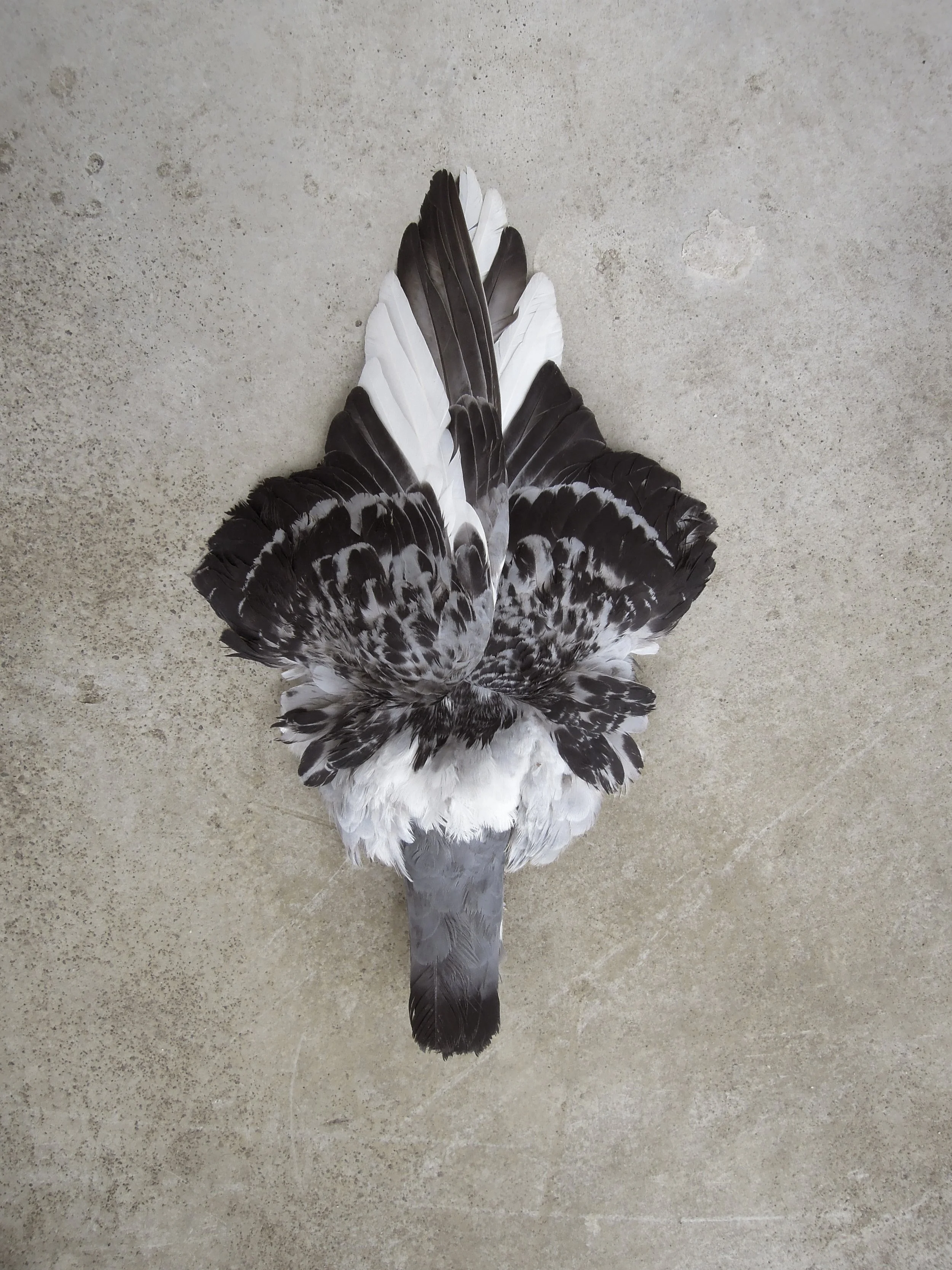 2025 MONIQUE GOOSSENS BIRD FLOWER 1 JUNI 2025 FINAL groot.jpg