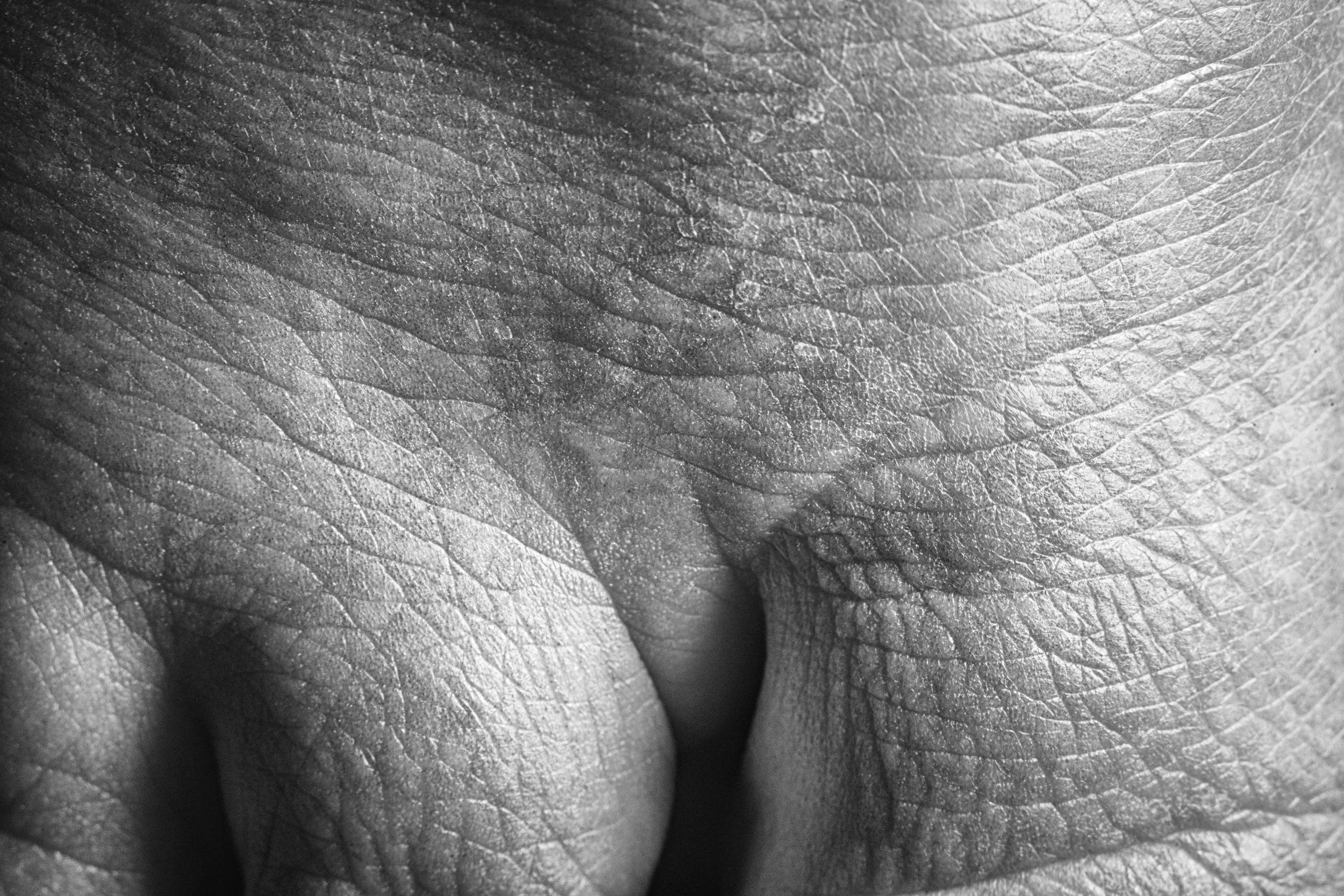 Body Abstract II.jpg