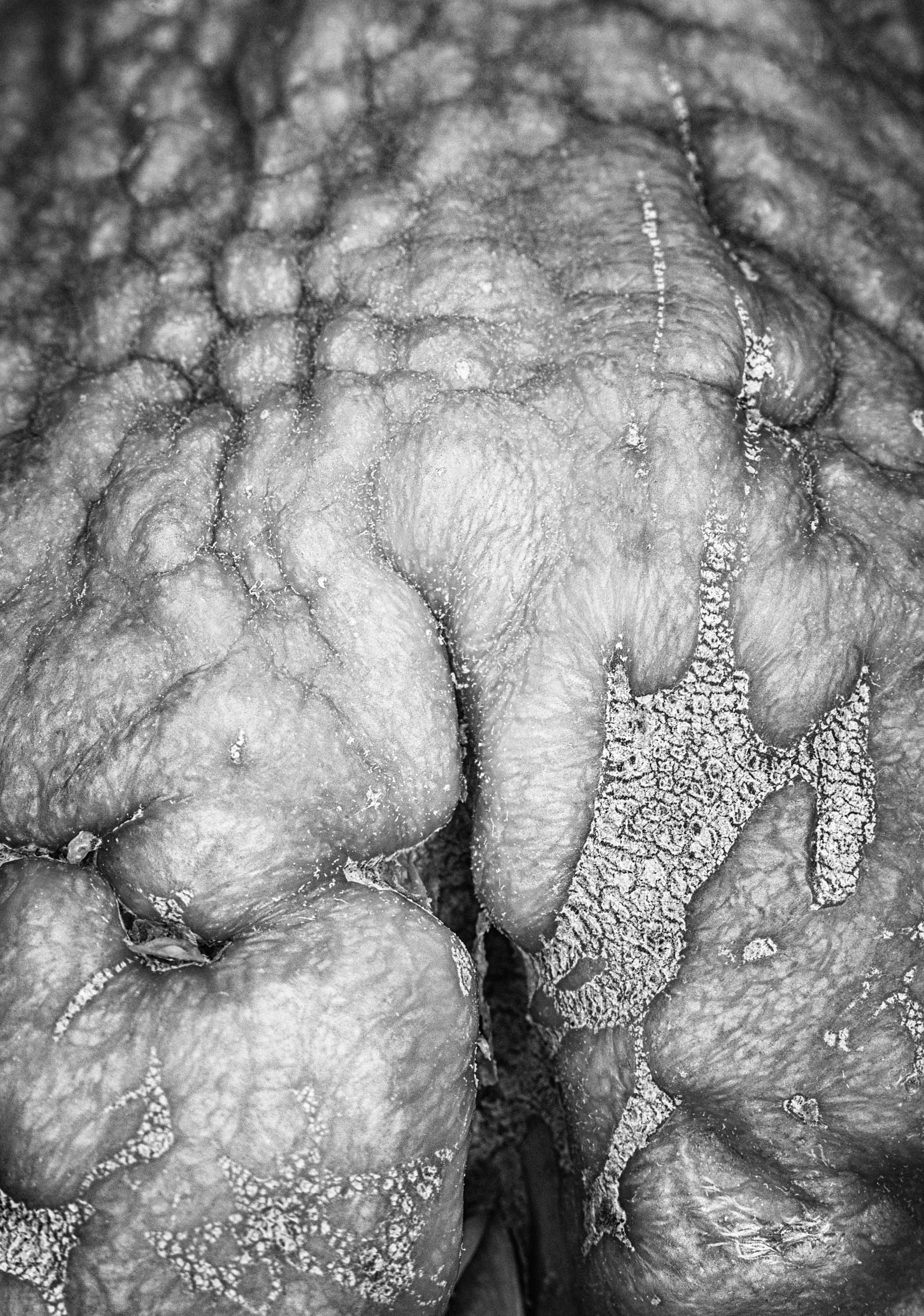 Food Abstract III.jpg