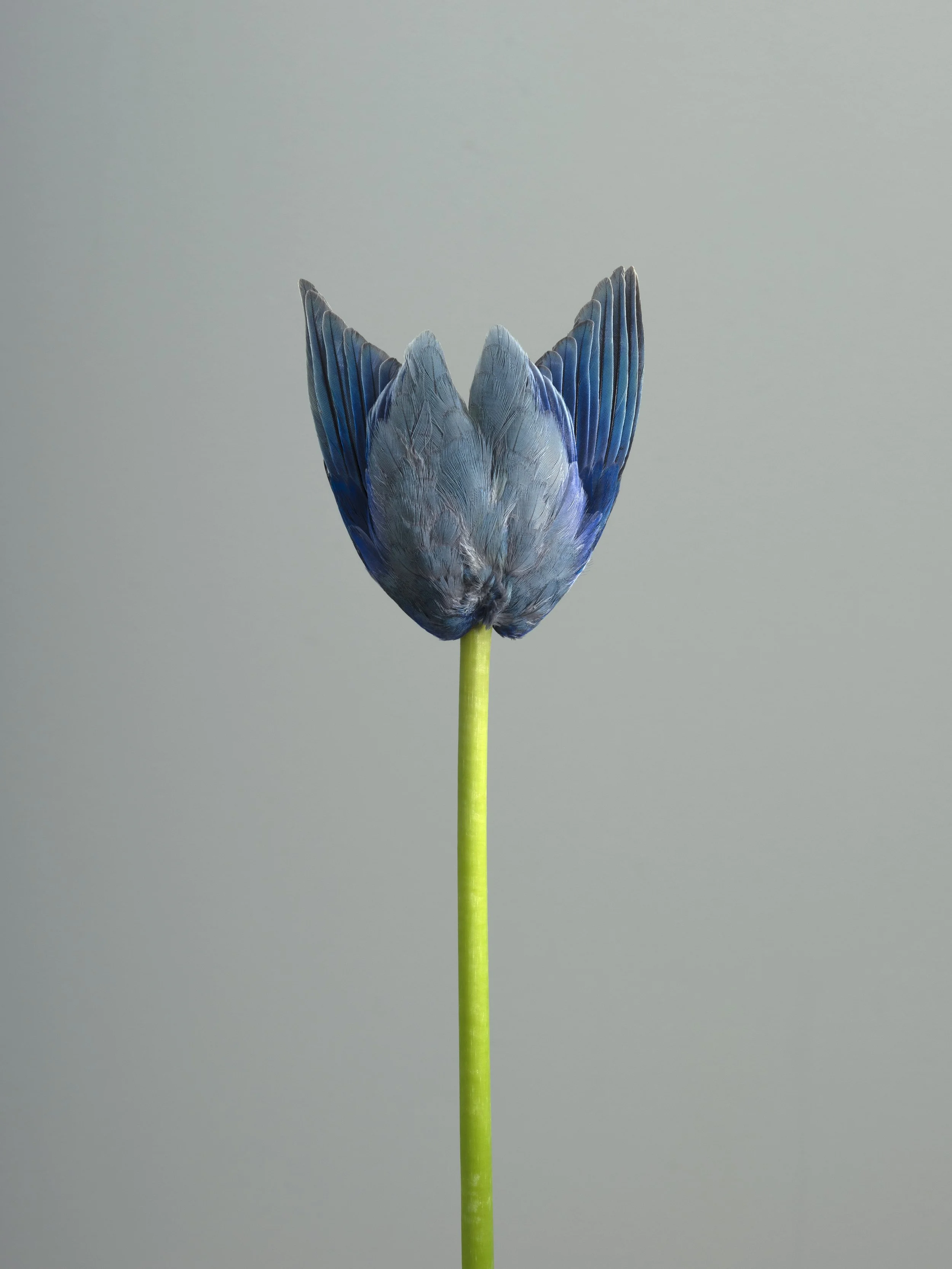 2025 MONIQUE GOOSSENS IF I WERE A BIRD 21 JUNI 2025 v43 FINALGROOT.jpg