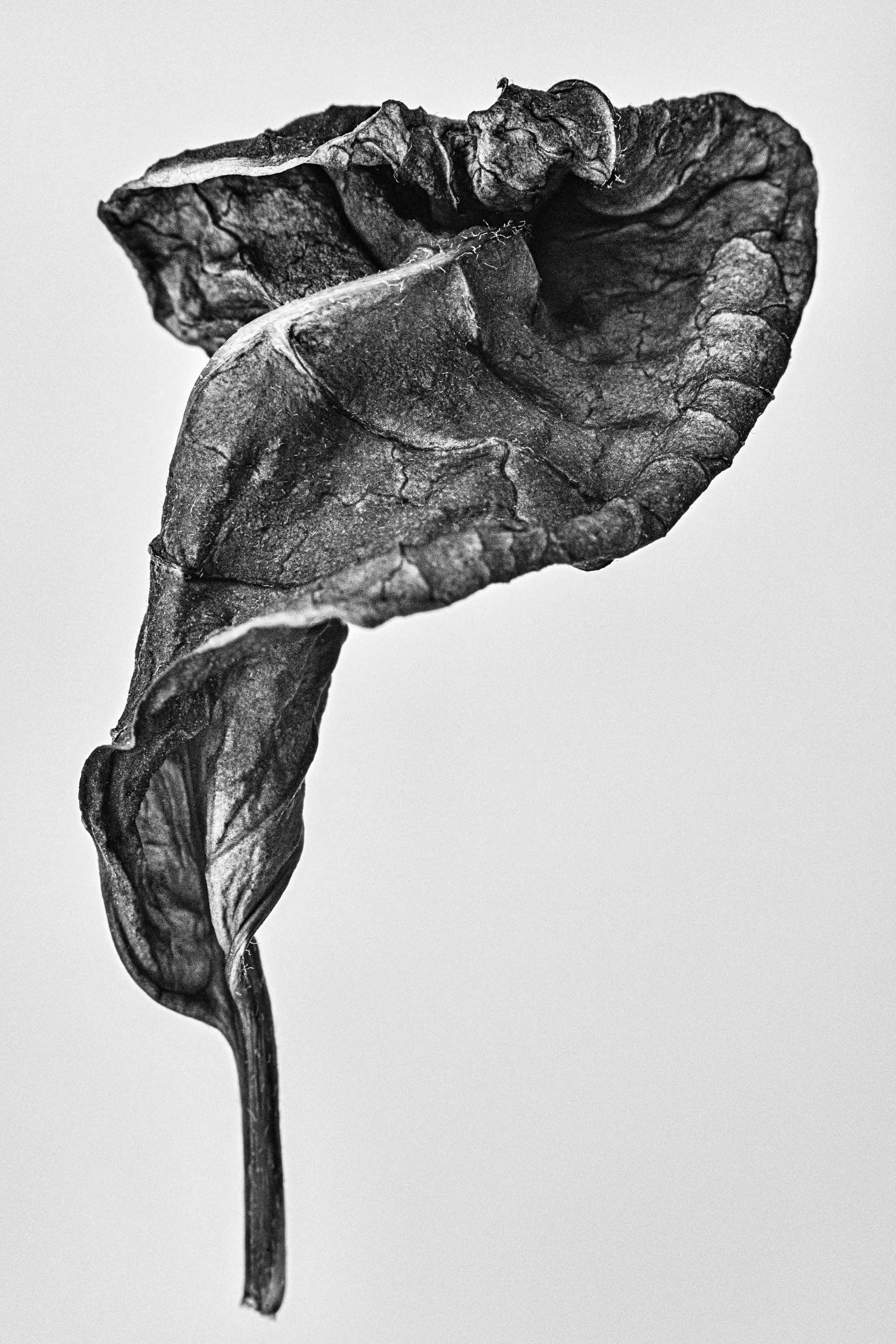 Rianne Noordegraaf_Pulcherrima III.jpg