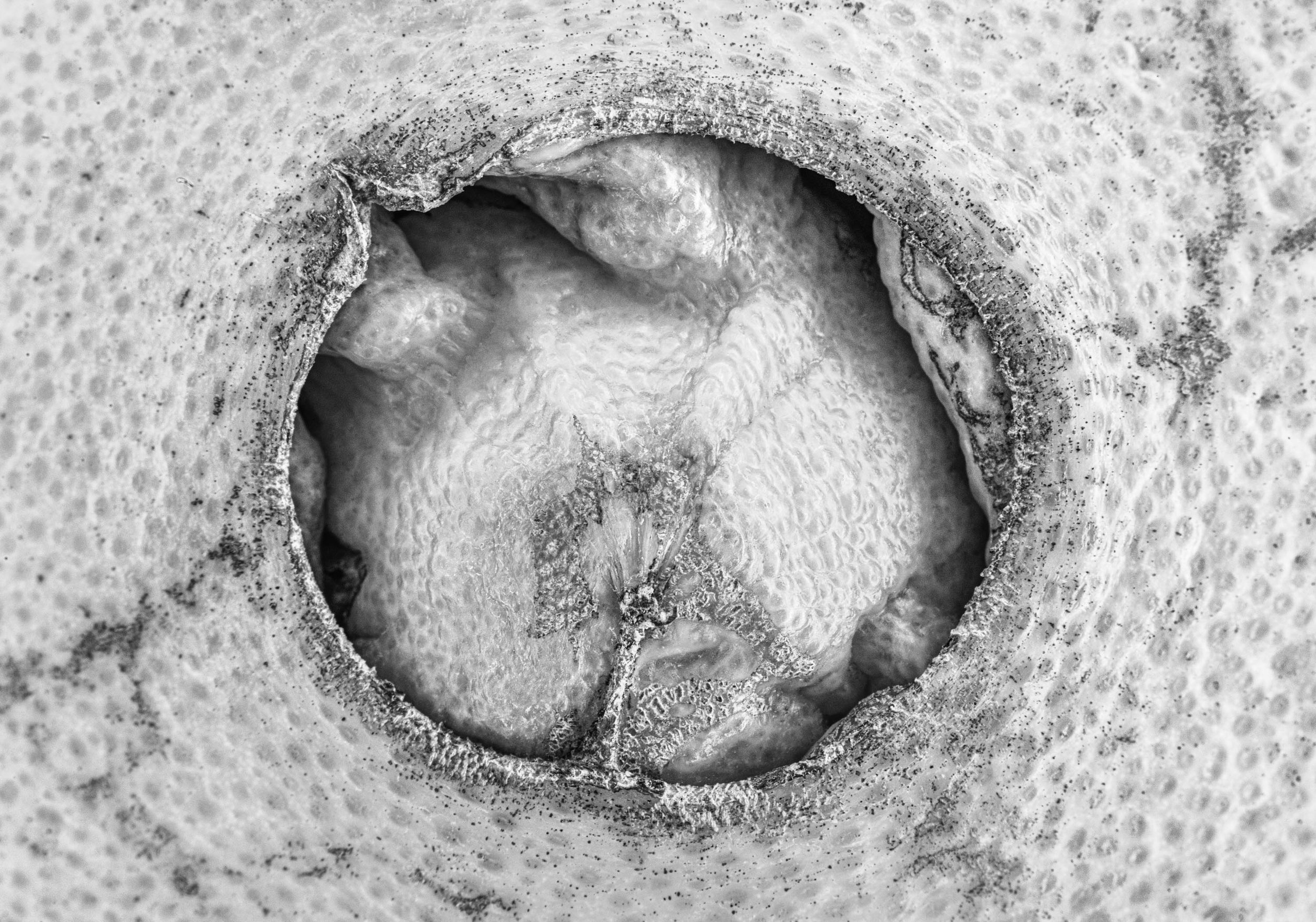 Food Abstract IV.jpg