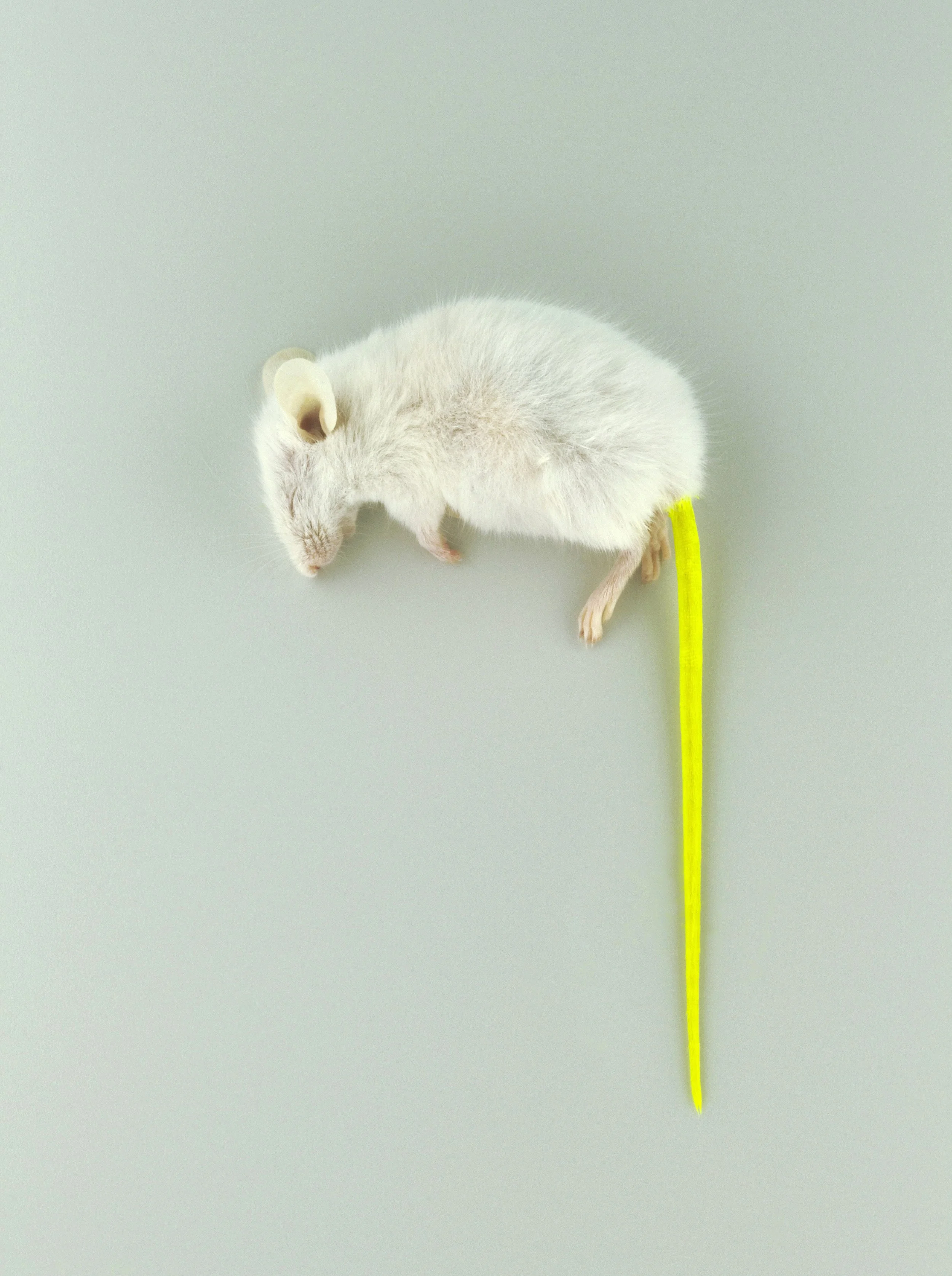 2023 MONIQUE GOOSSENS MOUSE FLUOR 21 JUNI 2025 Hm 310 CROP 5 x 6.7 verhouding FINAL GROOT.jpg