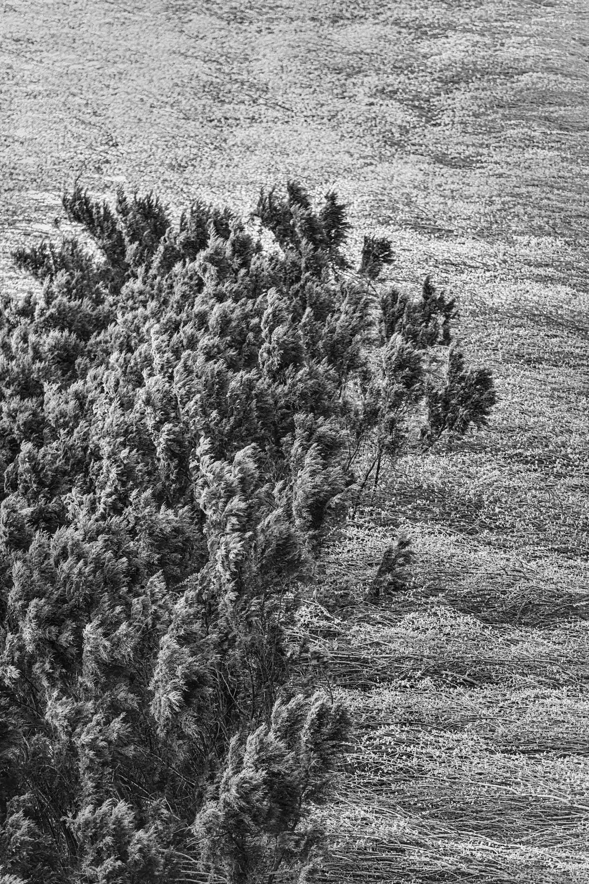 Nature Abstract I.jpg