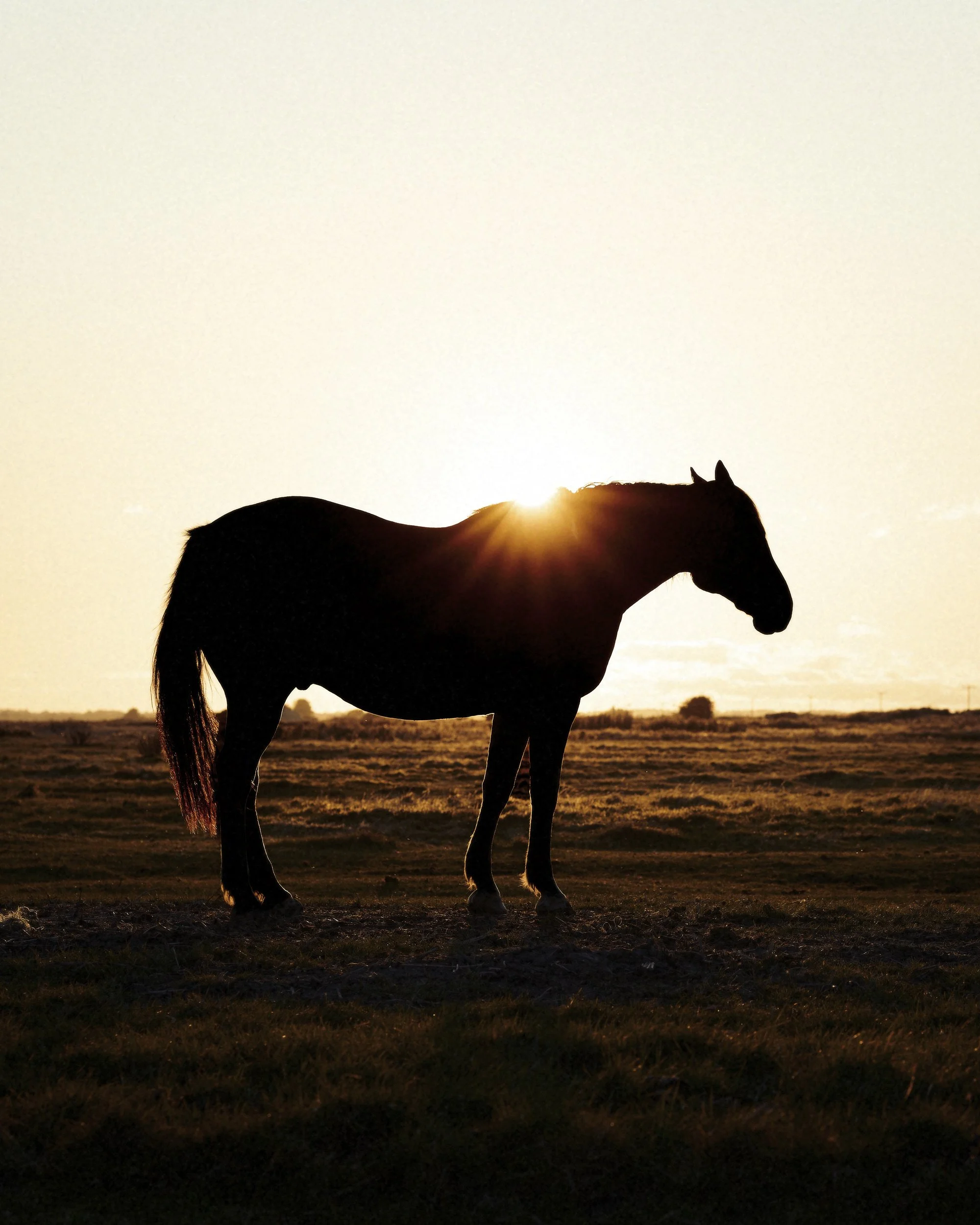 horse3.jpg
