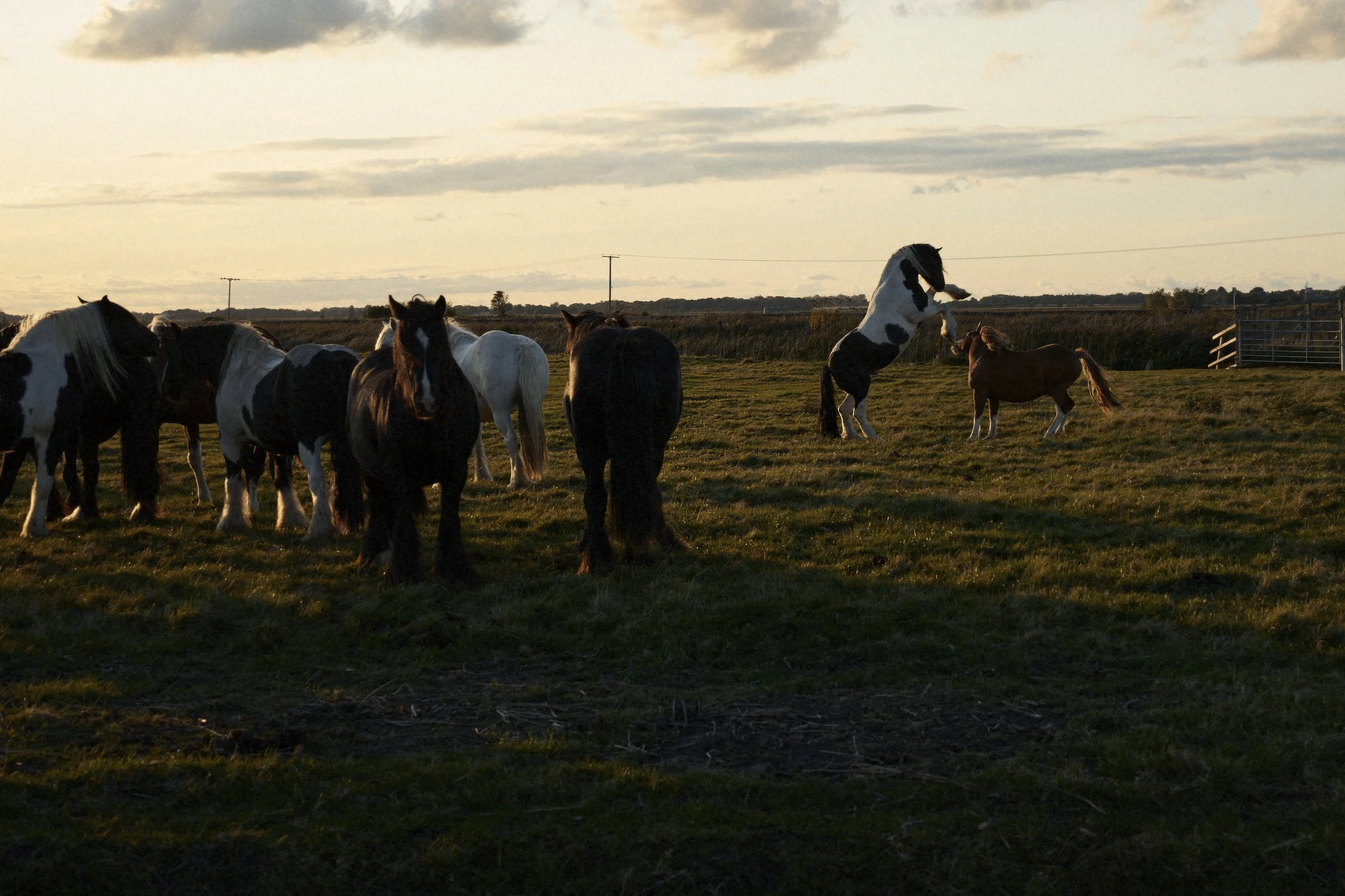 horse2.jpg