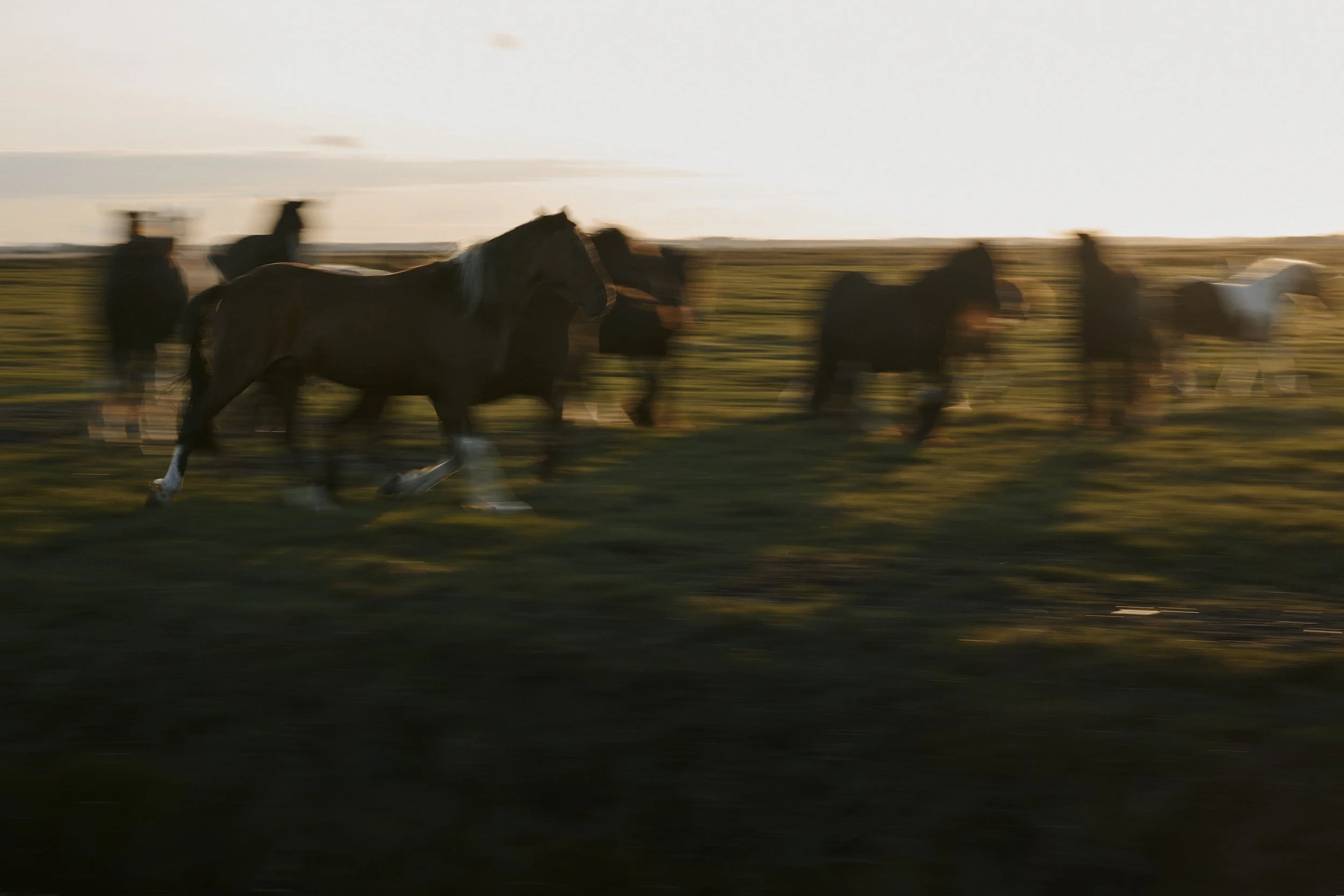 horse1.jpg