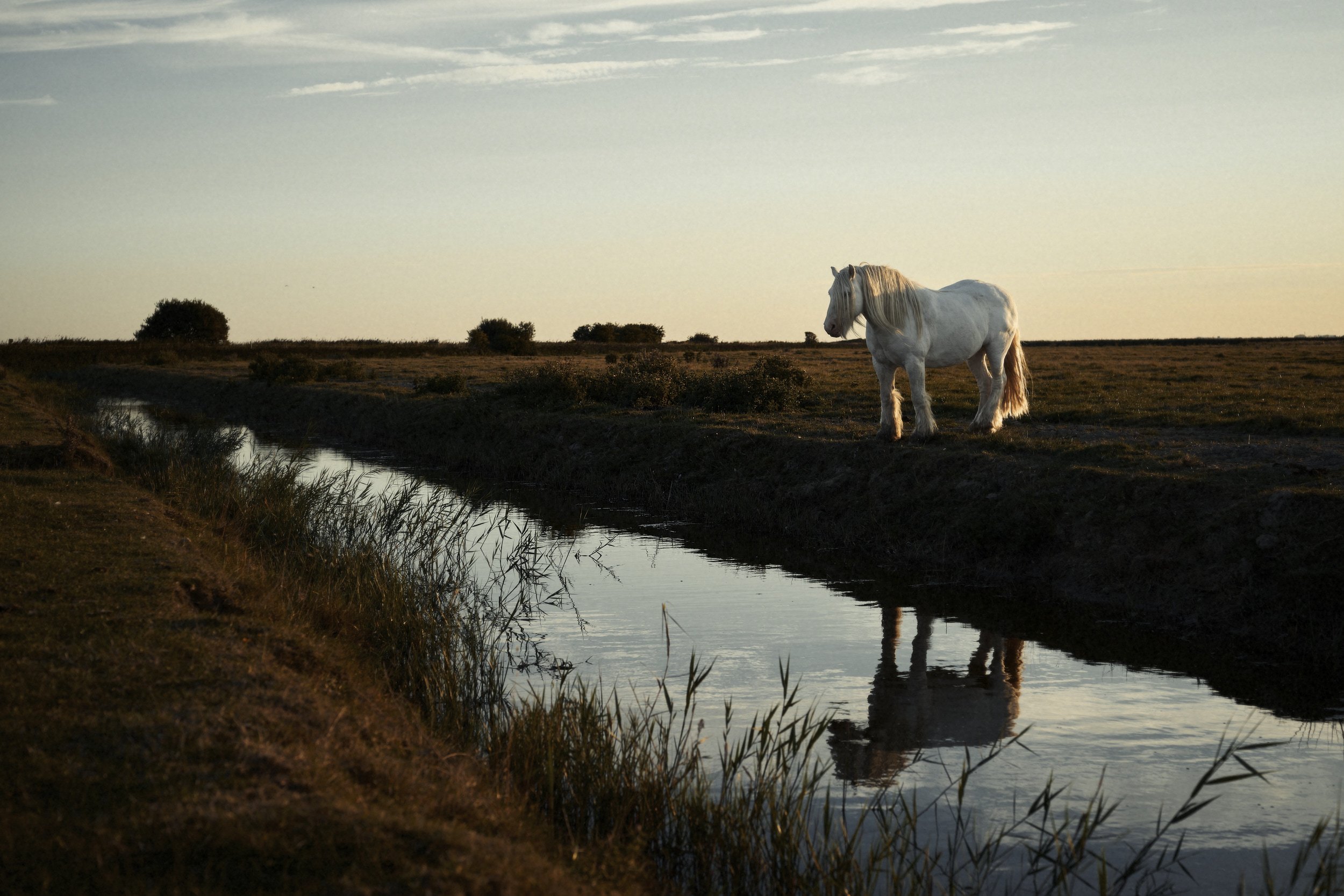 horse5.jpg