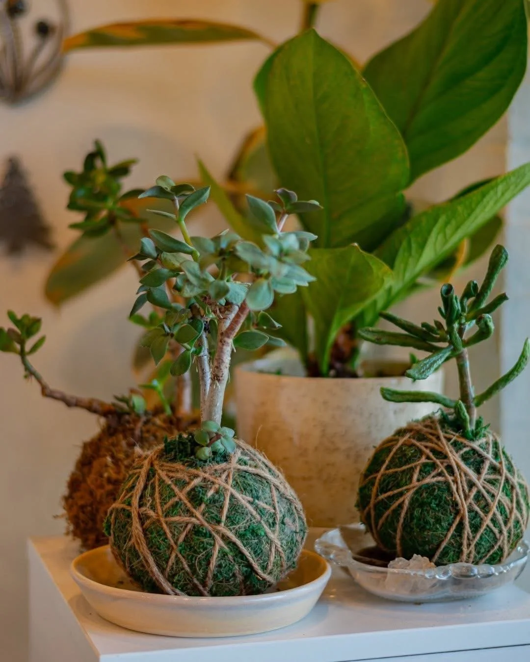 Kokedama and Soaking Bowl Workshop with Ata &amp; Katie