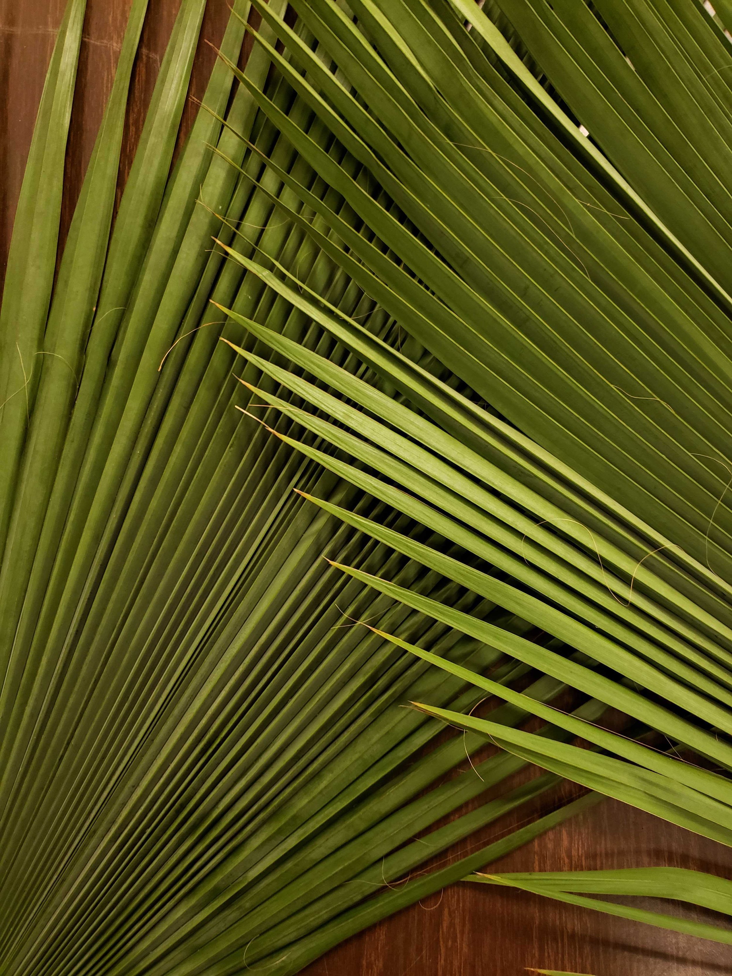 Palm Sunday Path - Congregational Training