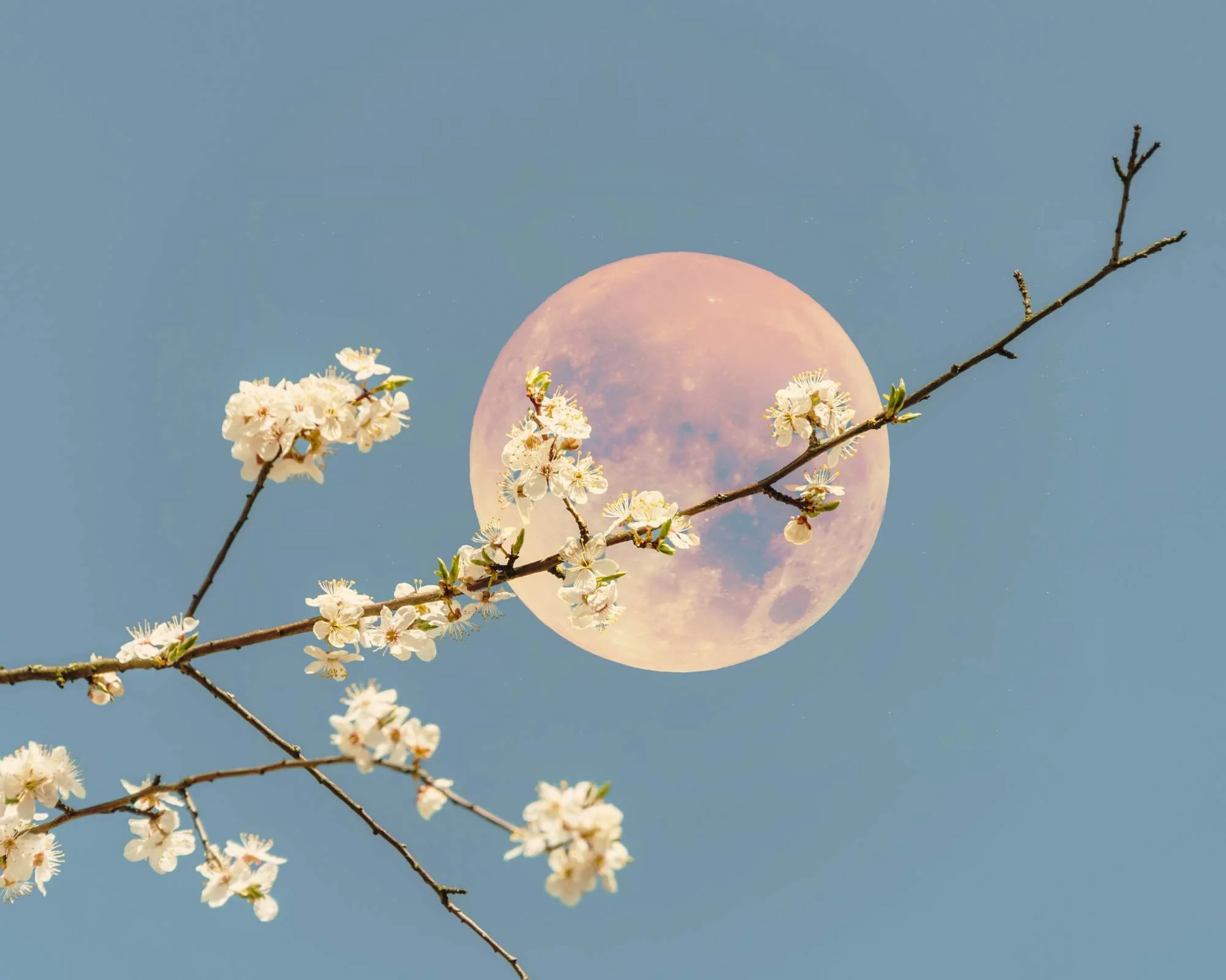 voie celeste lune printemps.jpg