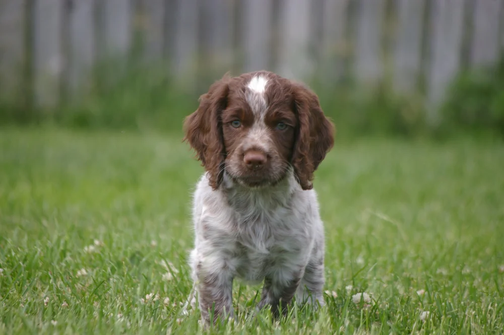 Spaniel Video Training Masterclass | SpanielPro