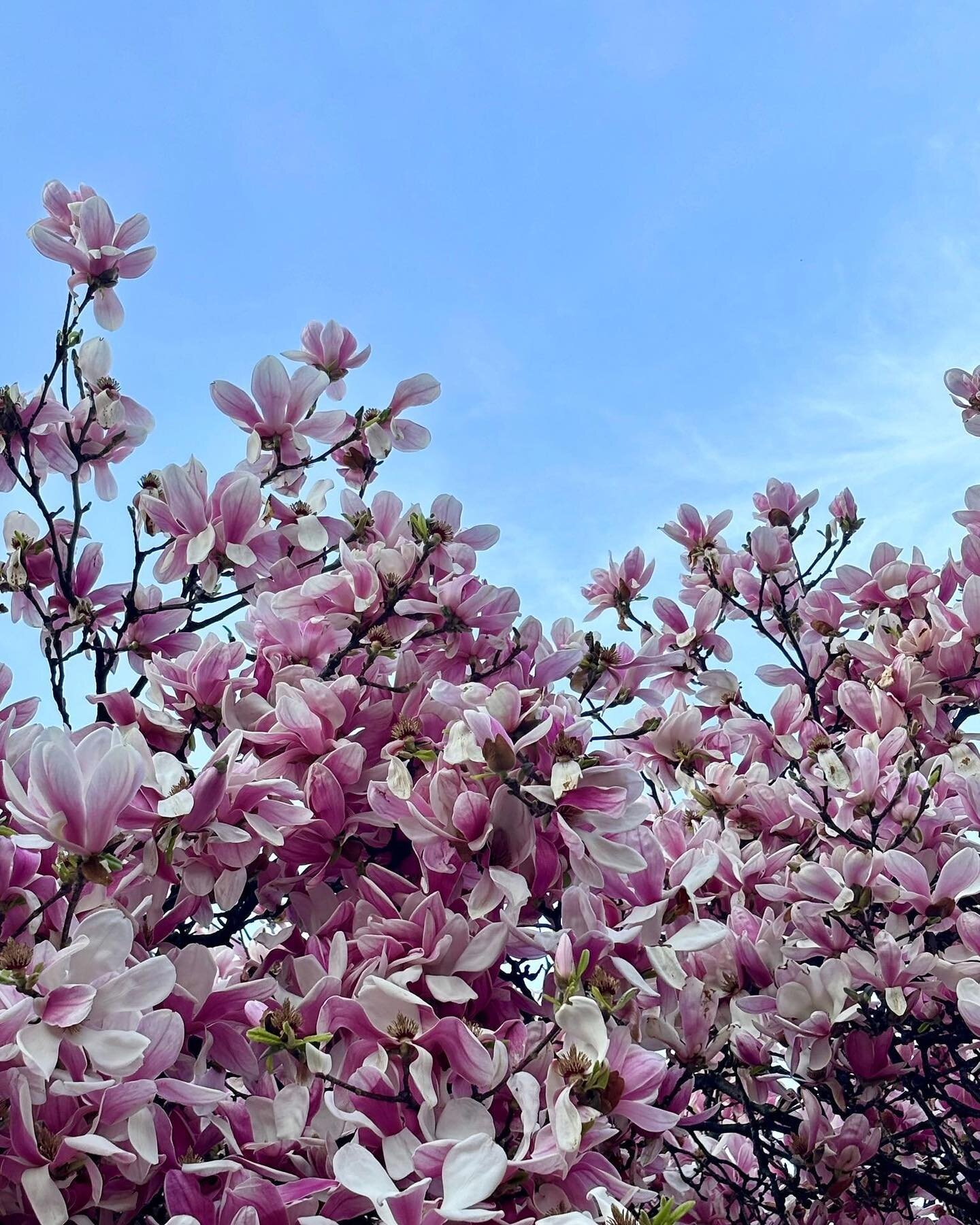 Prontissimi per la primavera 🌼🌸🌹 #qbaby #milano #asilonido #spring #flowers #love #happiness