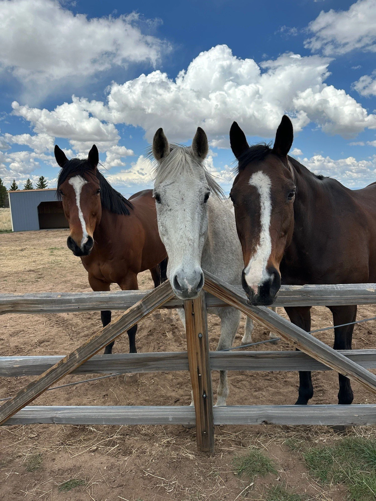 gibson gus newton.jpg