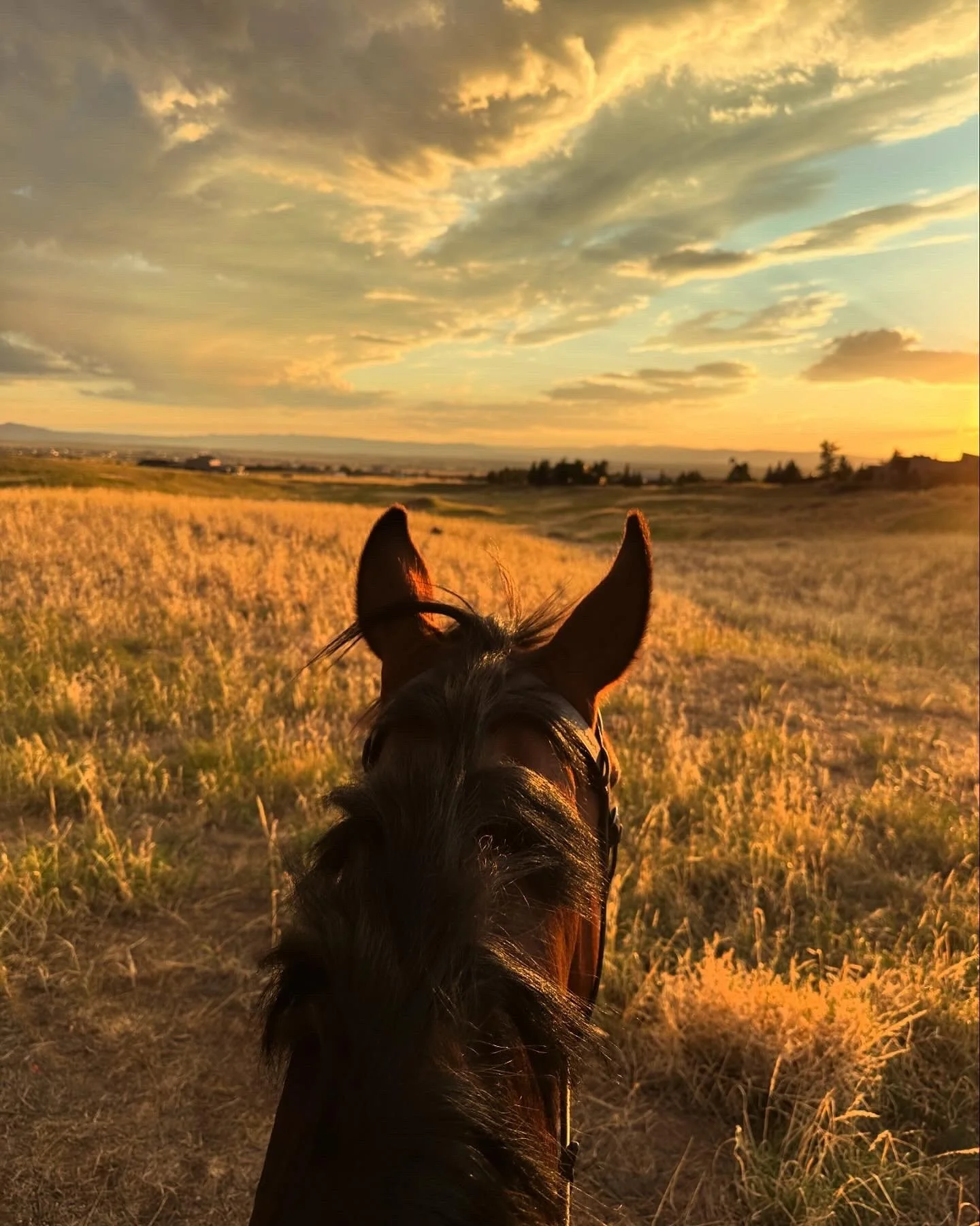 between the ears.jpg