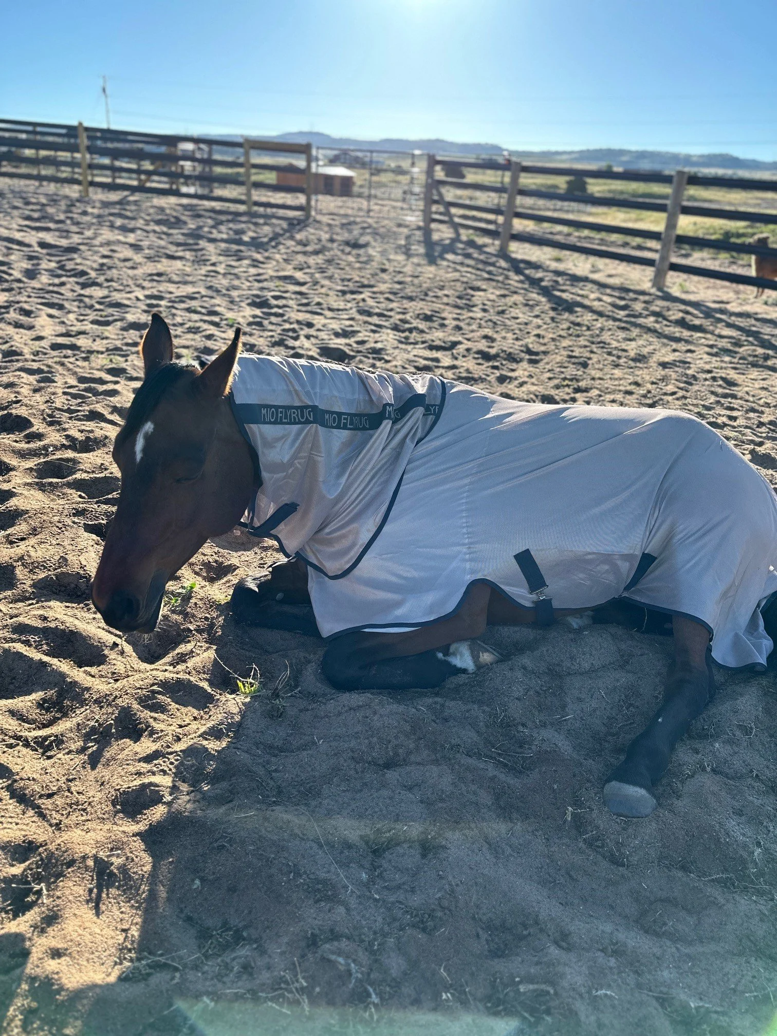 felicity sleeping.jpg