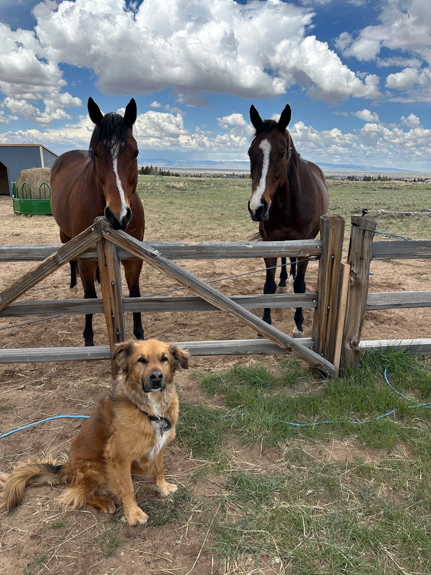 gibson newton rip.jpg