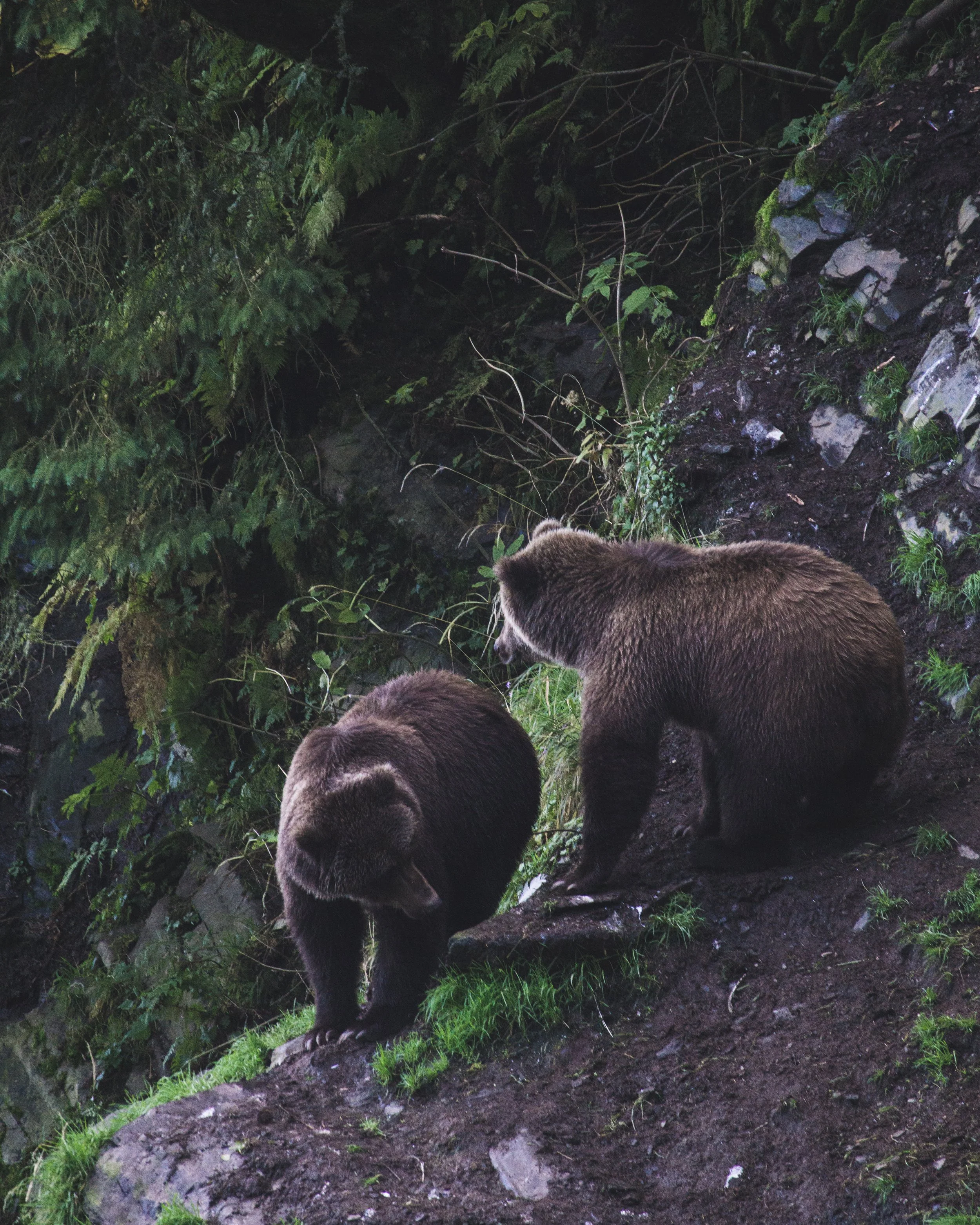 Gallery Image 1 for Alaska, United States - Forestry on Verified Projects 2nd Level Page.jpg