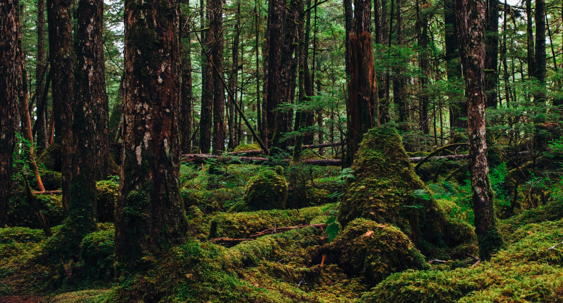 Gallery Image 2 for Alaska, united States - Forestry on Verified Projects 2nd Level Page.png