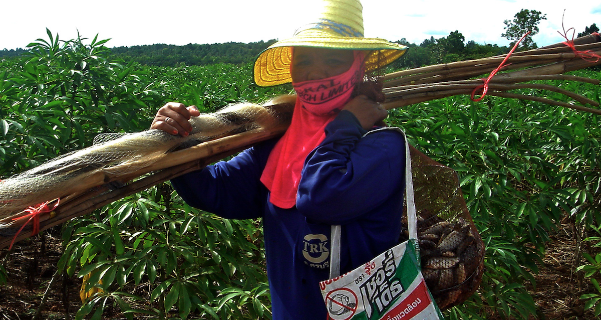Local woman in Thailand working on cassava production farm